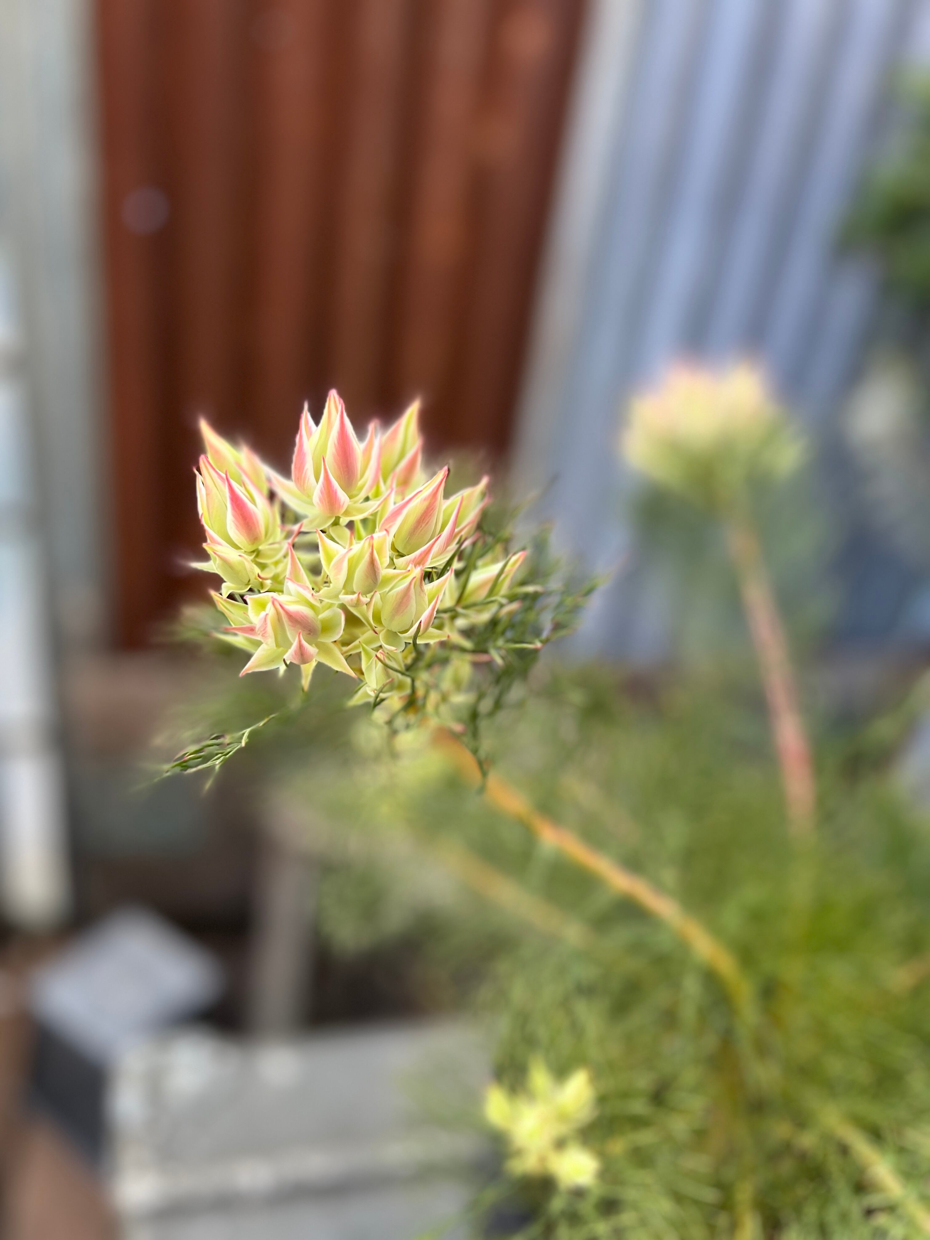 ジョーイセルリア プリティピンク① | 沼ノ上農園