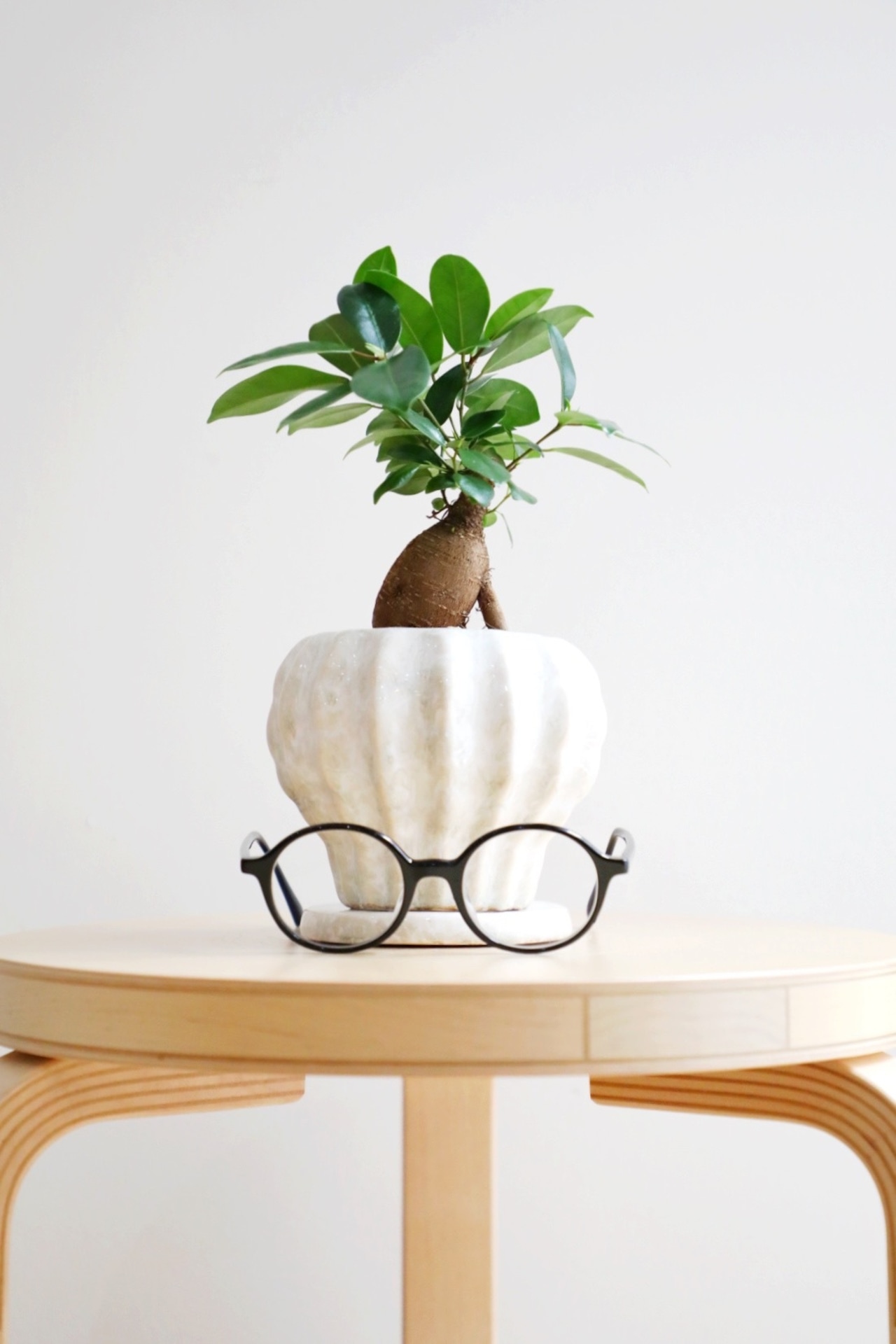 【S】ガジュマル/Ficus microcarpa