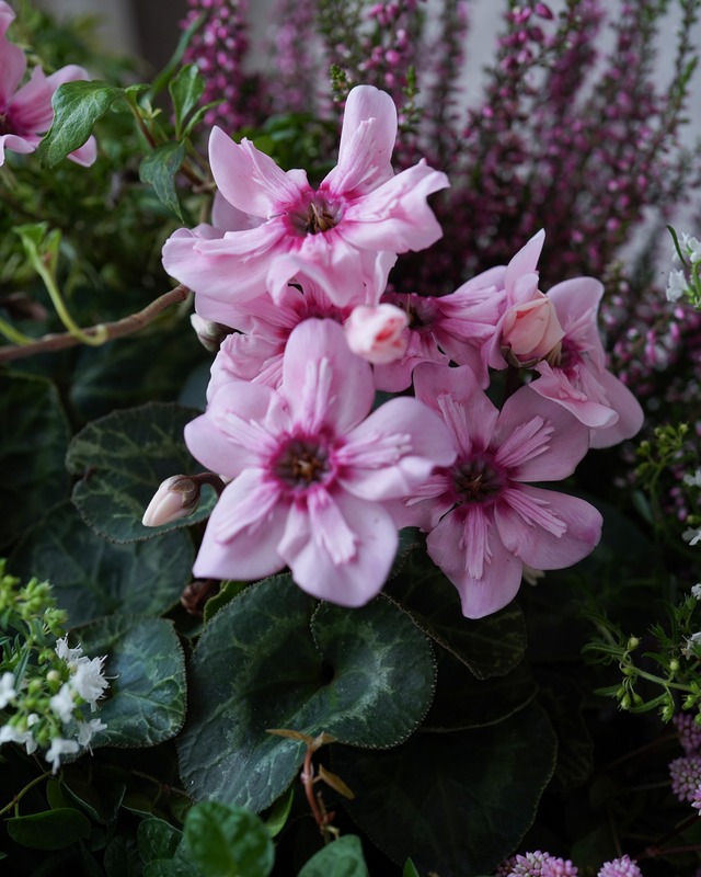 ミニシク　イリュージア　ピンクラテ　 3.5号　