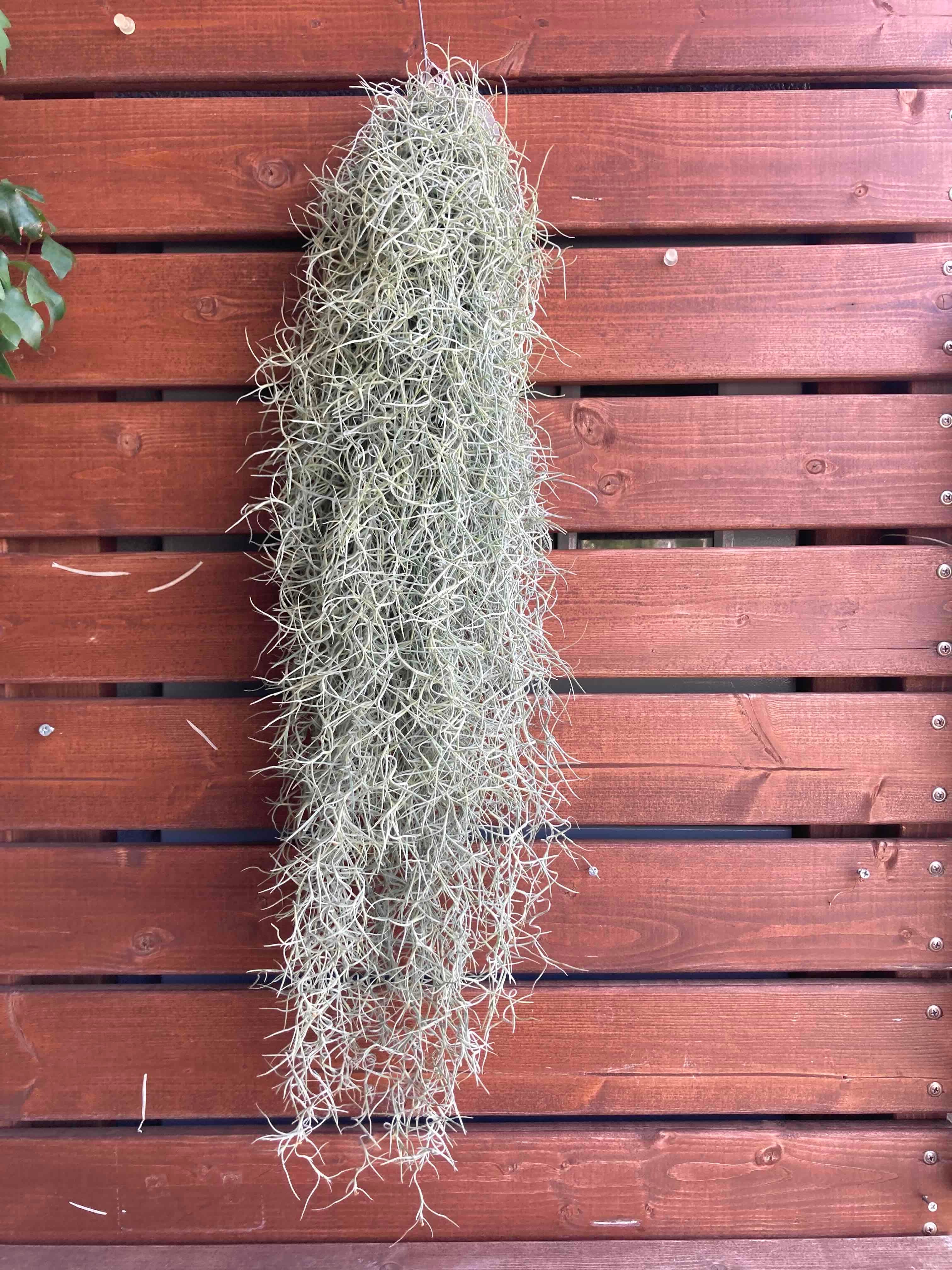 チランジア・ウスネオイデスXL(送料込)