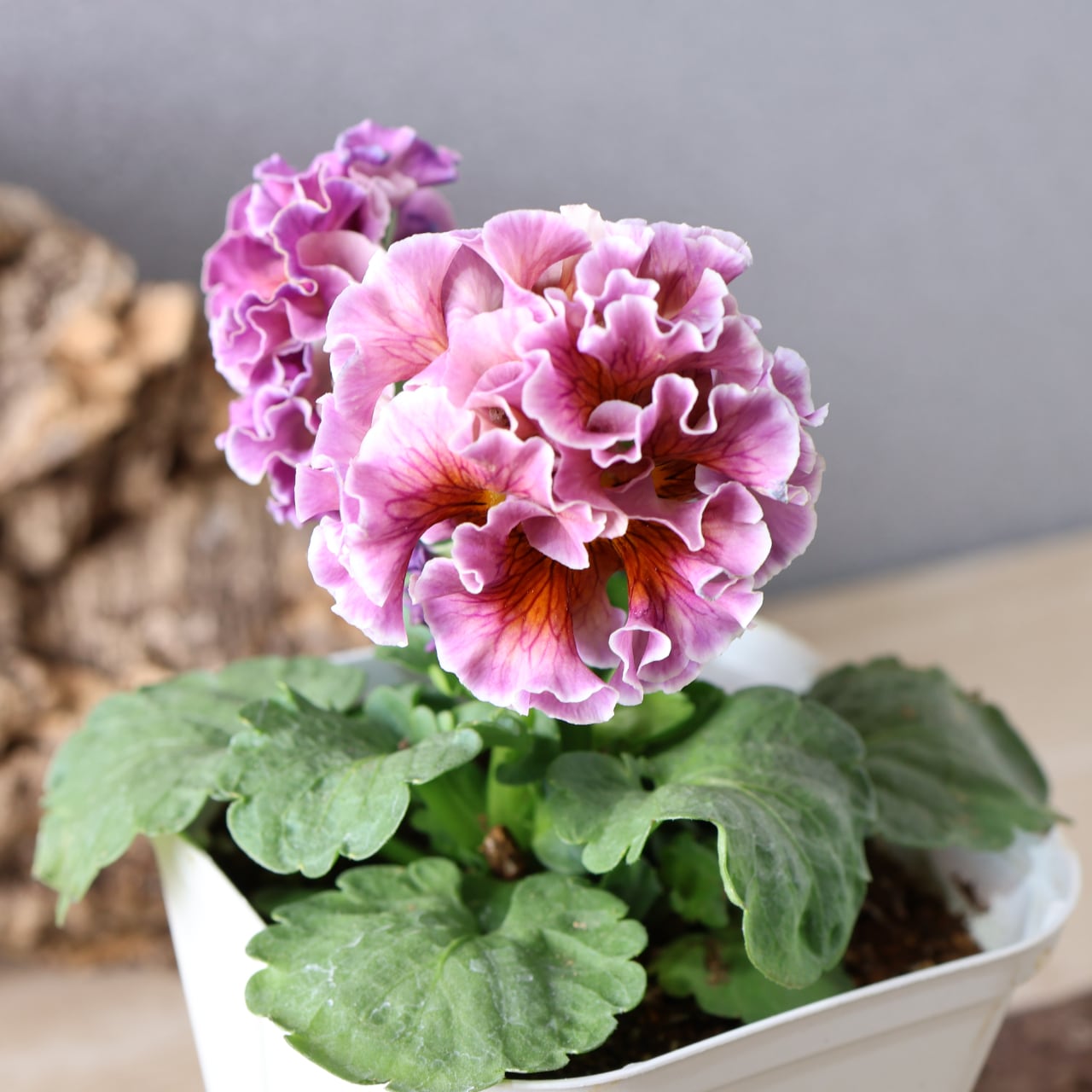 479 超希少！サトウ園芸さんの『ローブ ドゥ アントワネット 