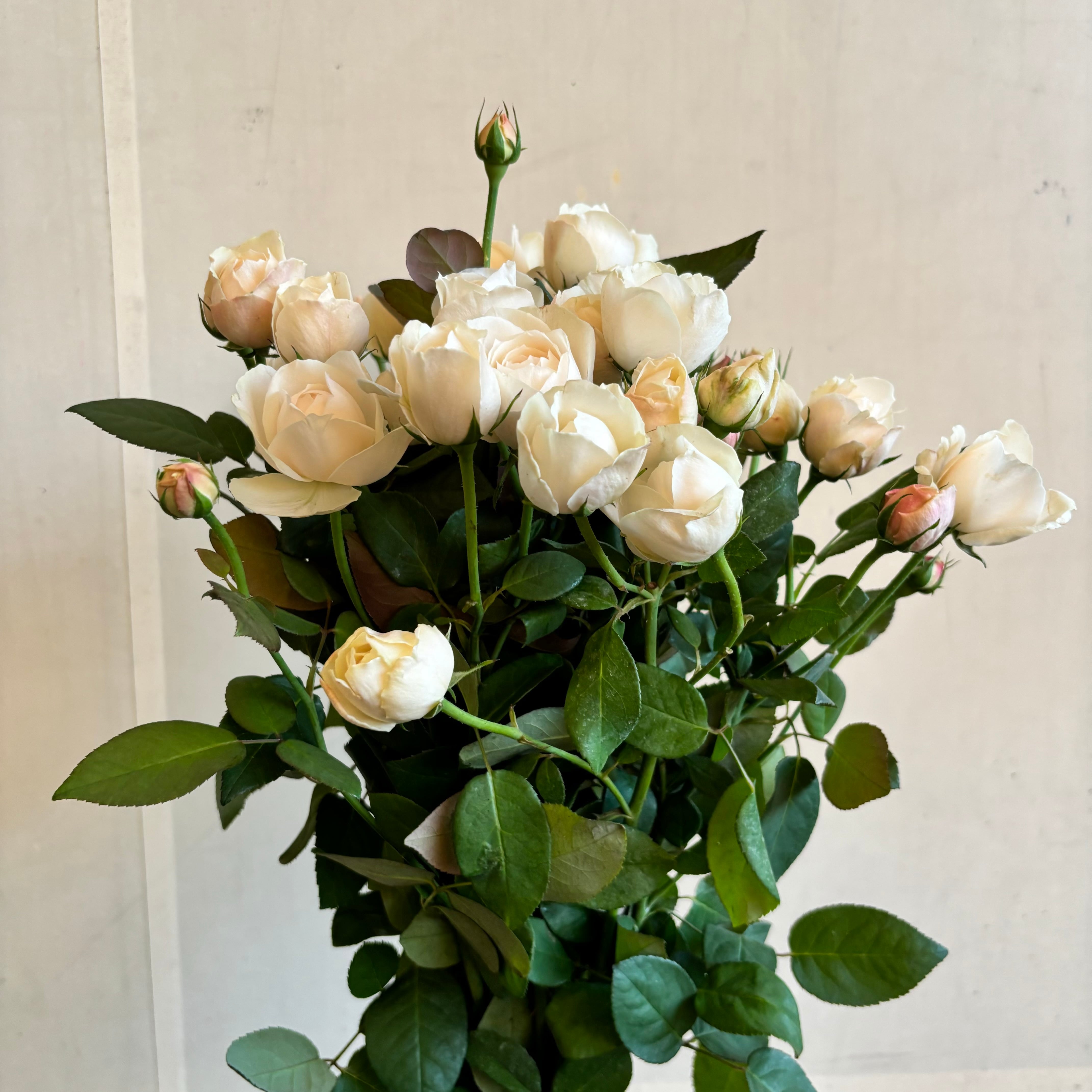 FINEROSE 高級志向のSPバラ 品種名：フェアビアンカ | 新鮮