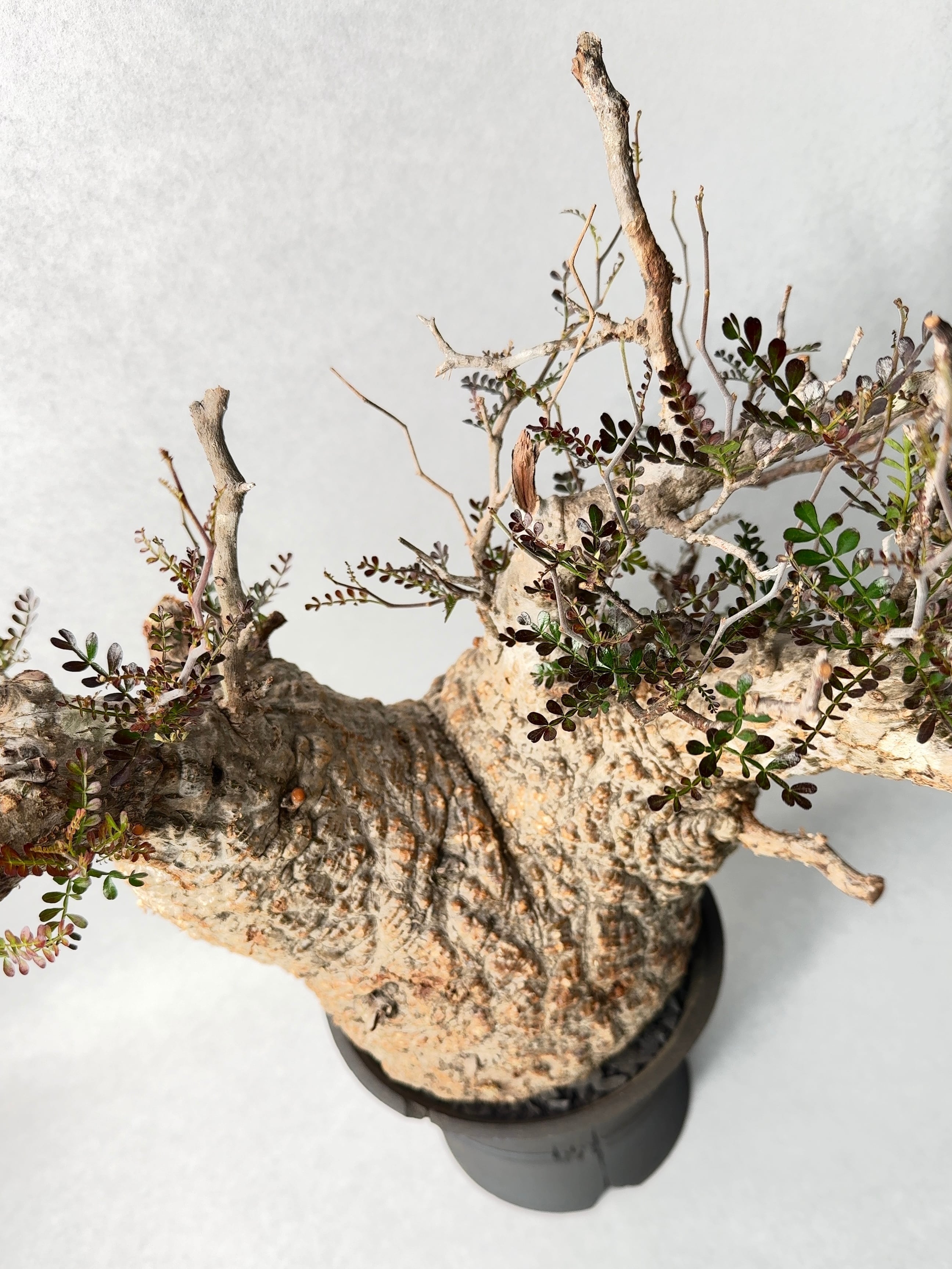 オペルクリカリア・パキプス | trigger