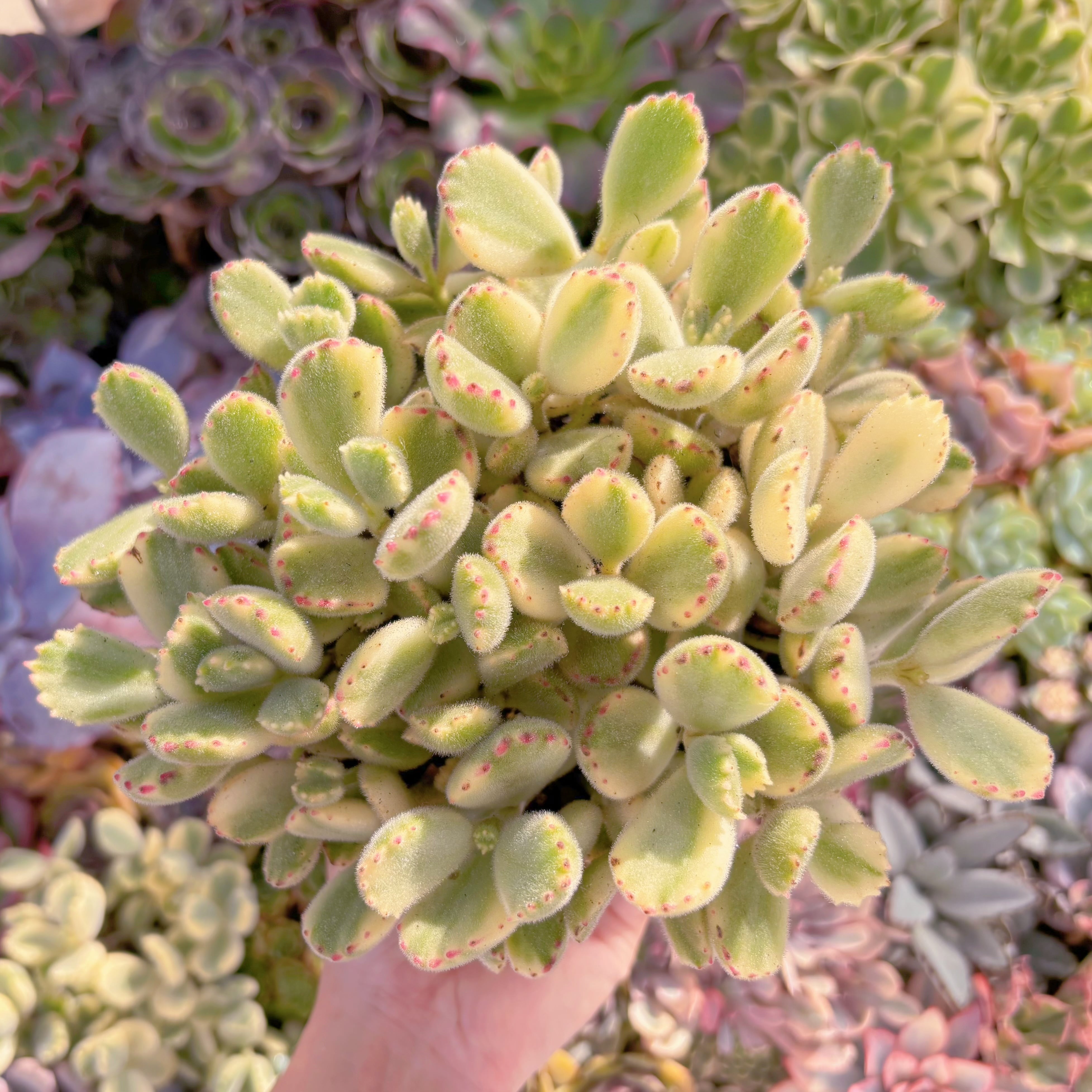 現品　白熊#F204　特大群生　るる農園