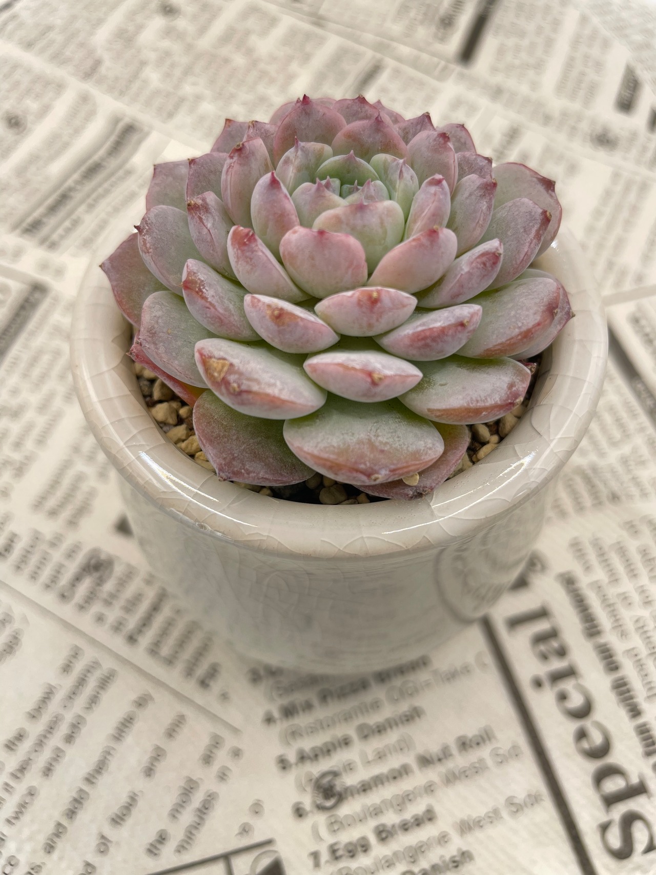 多肉植物 韓国直輸入 エケベリア ❣️美苗❣️アメイジンググレイス  