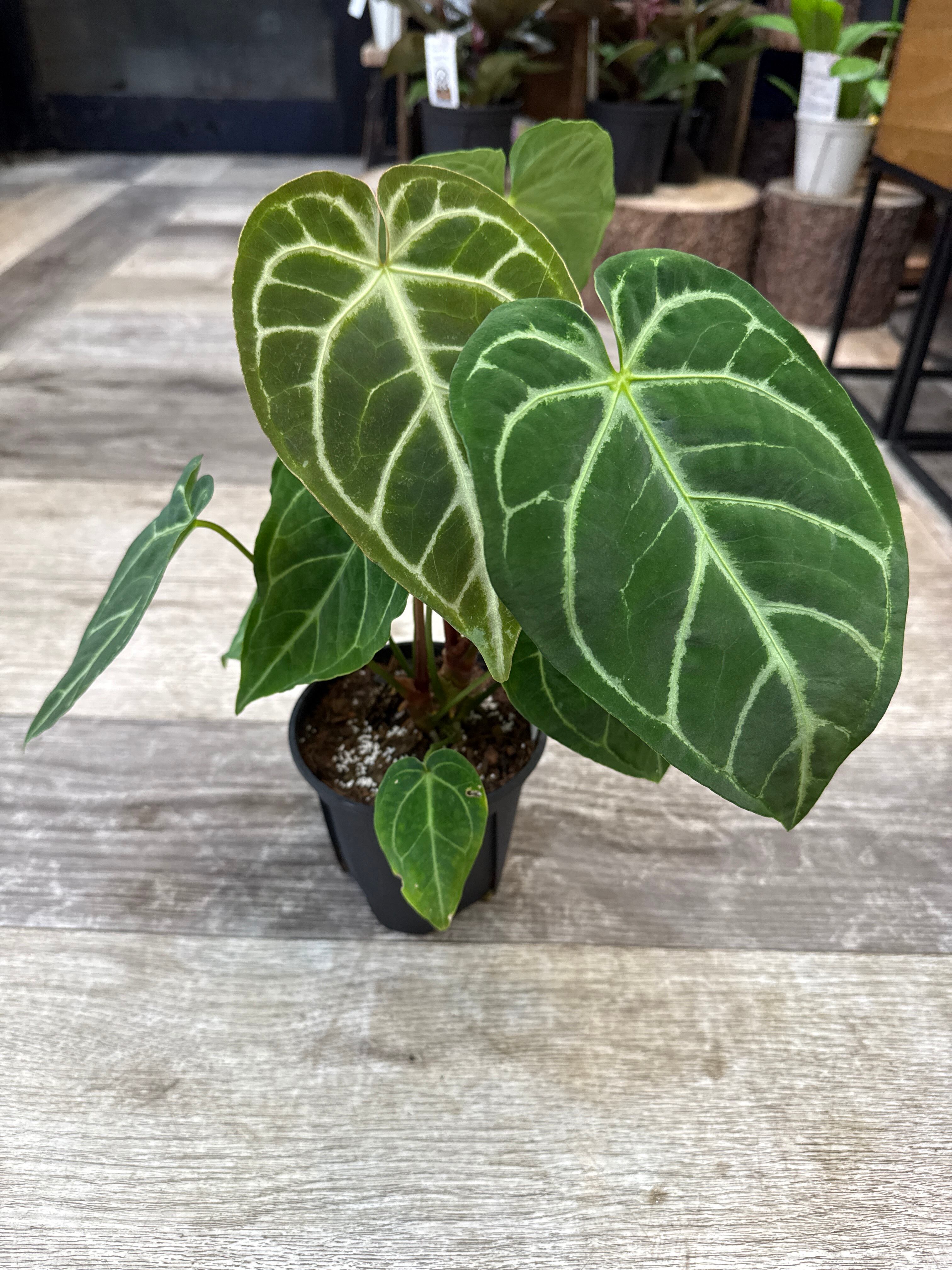 A アンスリウム レガレ ハイブリッド | Gardenえん 【観葉熱帯植物