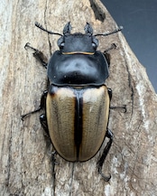 【WD】《カステルナウディツヤ 79mm ペア》