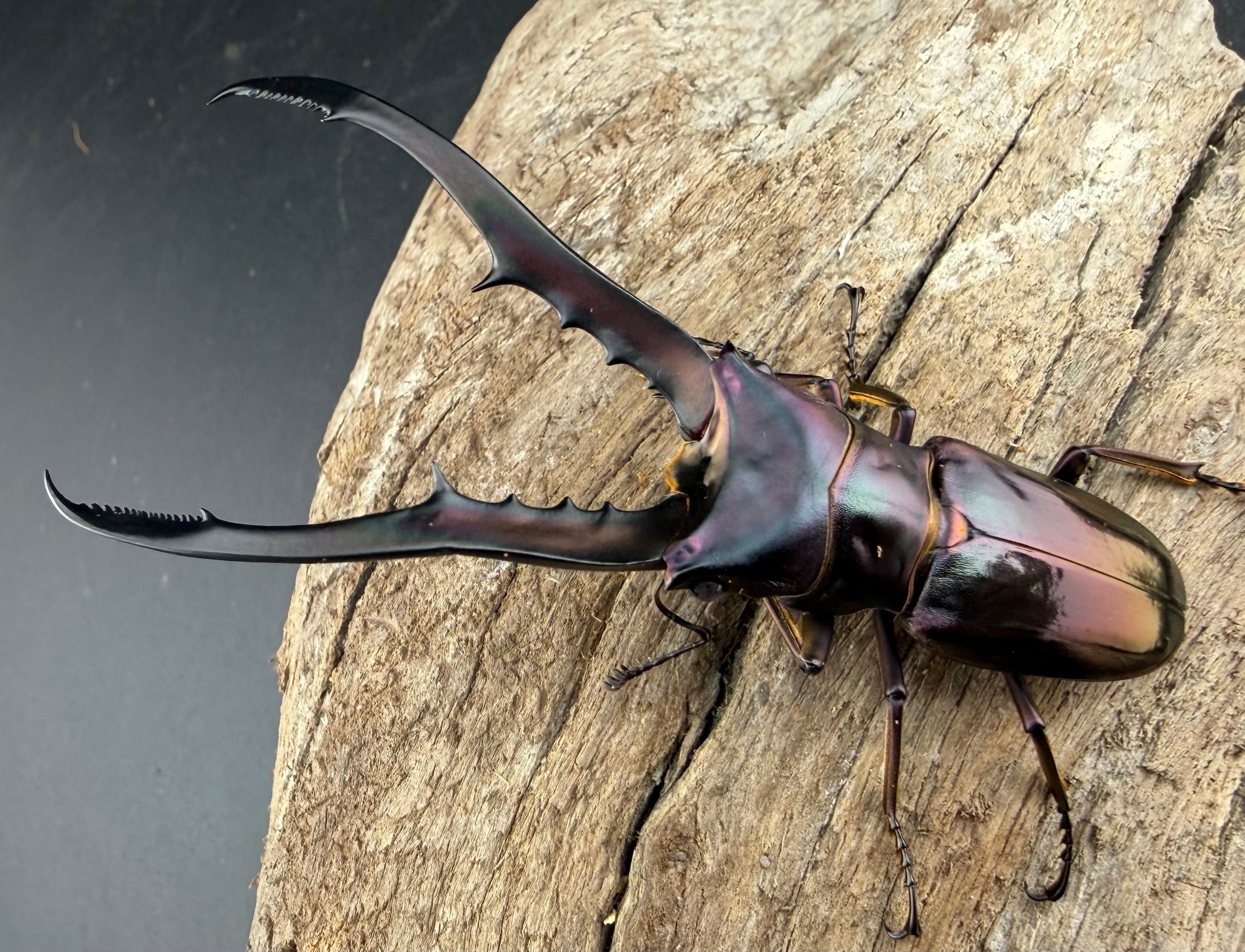 ◆◇エラフスホソアカクワガタ♂90ミリUPペア◇◆ 大歯複数エラフスホソアカクワガタの成虫掘り出し結果クワガタ飼育