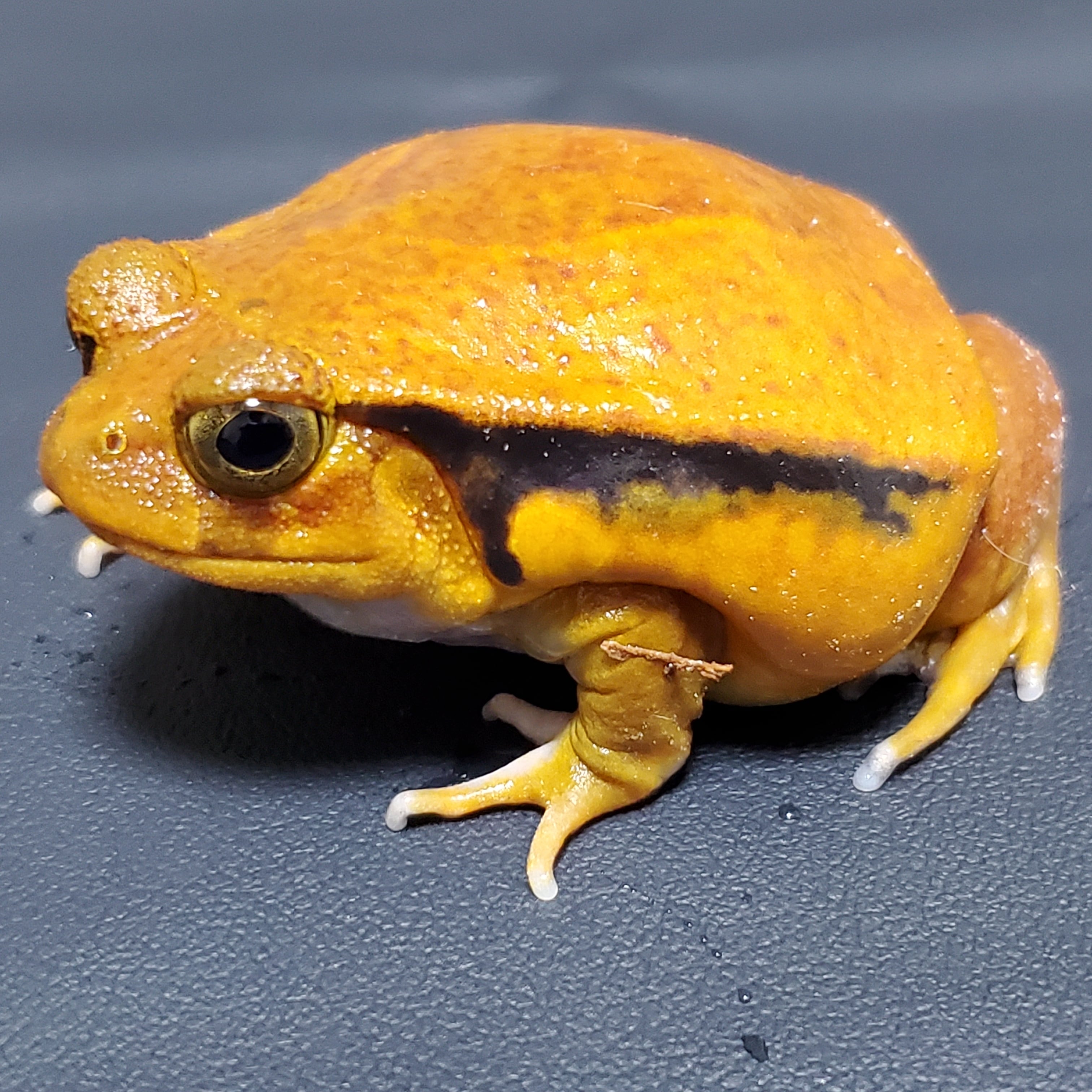 サビトマトガエル | けろろの森 with はちゅもふY's