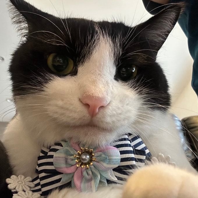 犬猫チョーカー 小サイズ しましま ネイビー リボン 犬用 猫用 数量