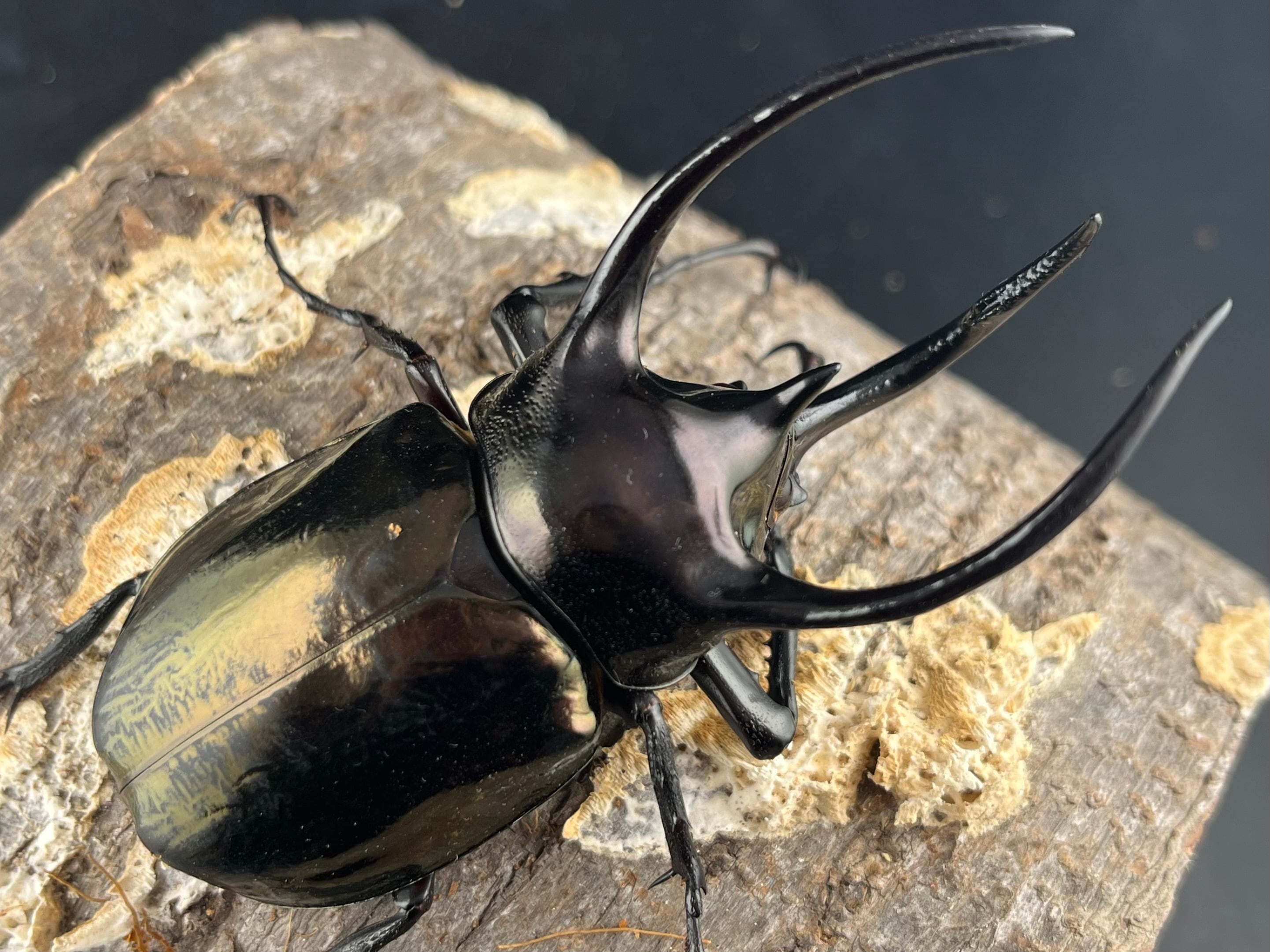 新着生体はこちら | KPW公式オンラインショップ