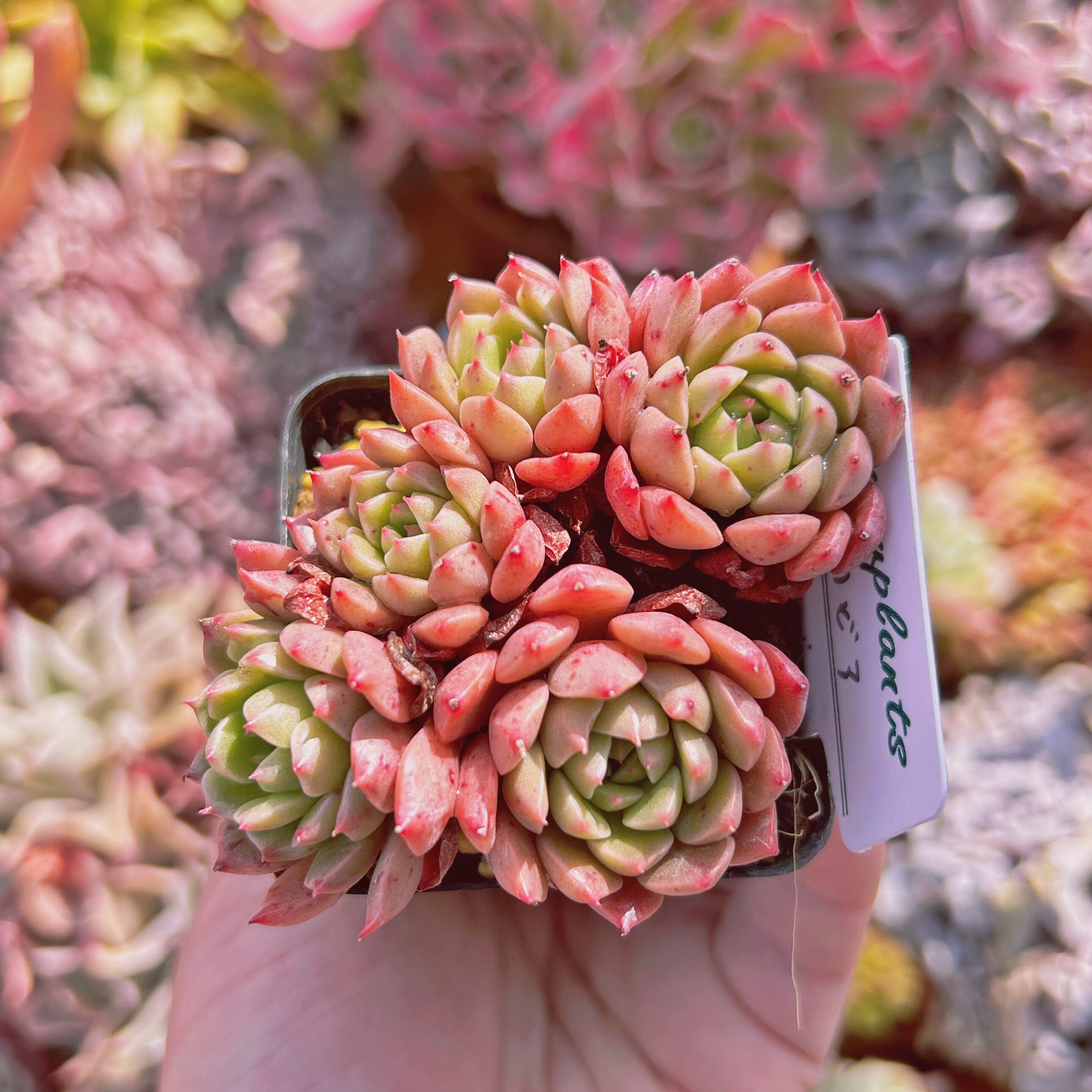 59.【札付き】Pink Ribbon ASOBINI 命名株 多肉植物 59.【札付き】Pink Ribbon ASOBINI 命名株 多肉植物 おはようござい