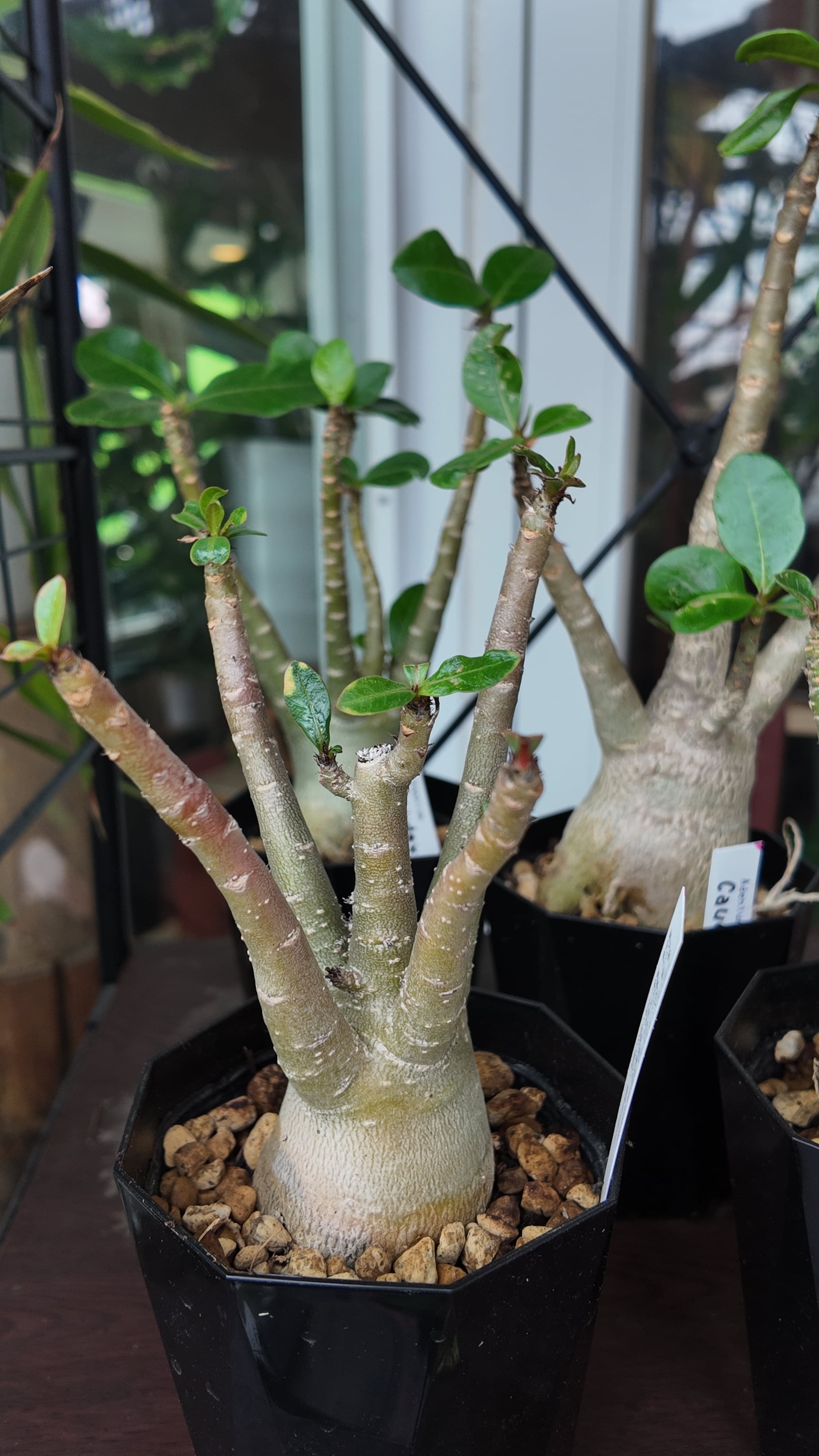 塊根植物：アデニウム オベスム | 宮田生花店