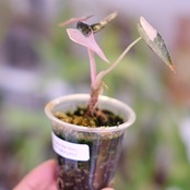 アロカシア バンビーノ ピンク│Alocasia bambino Pink⑯│観葉植物