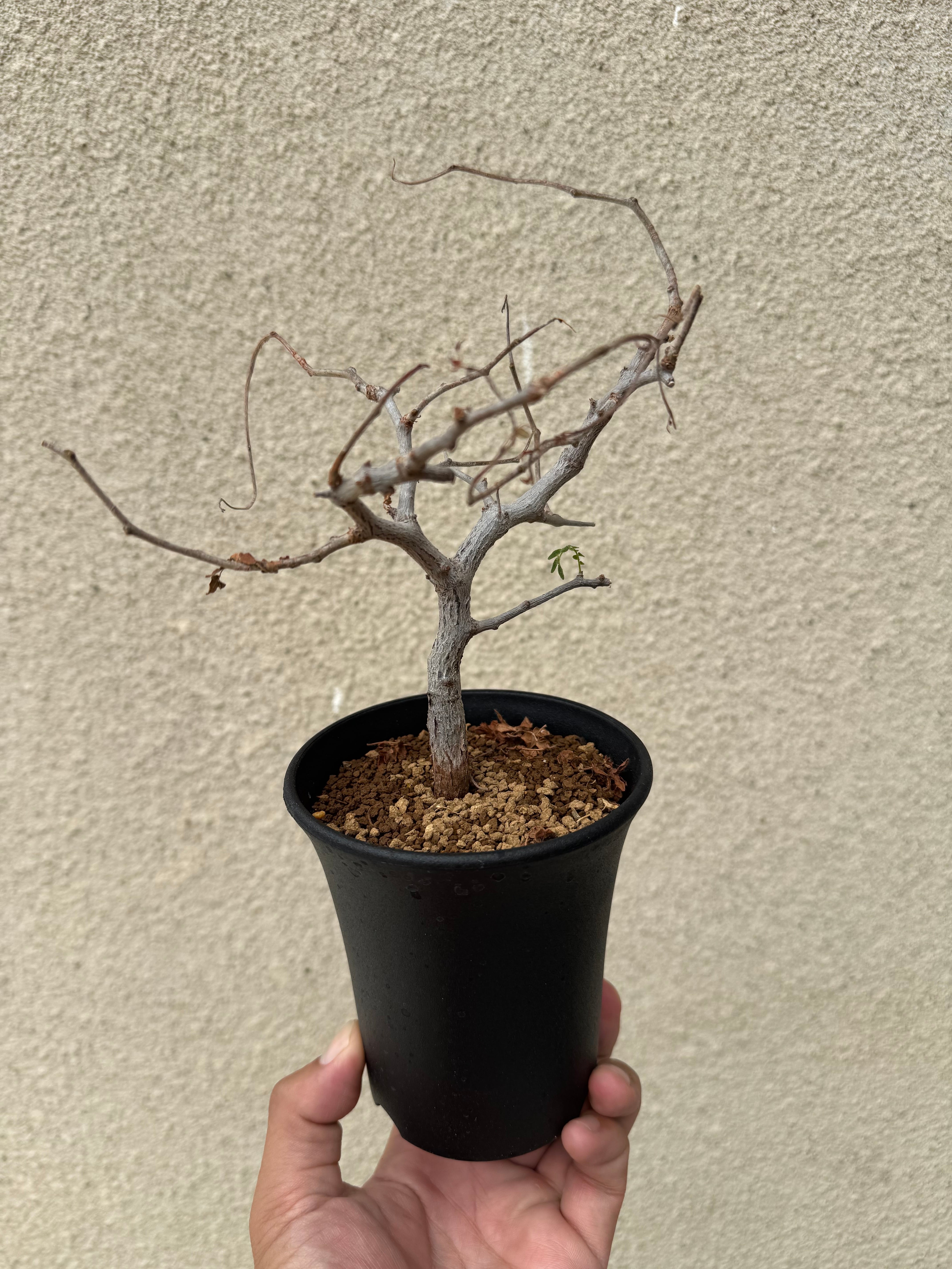 新着】Commiphora monstrosa【実生苗の小さい時から作り込める盆栽塊根