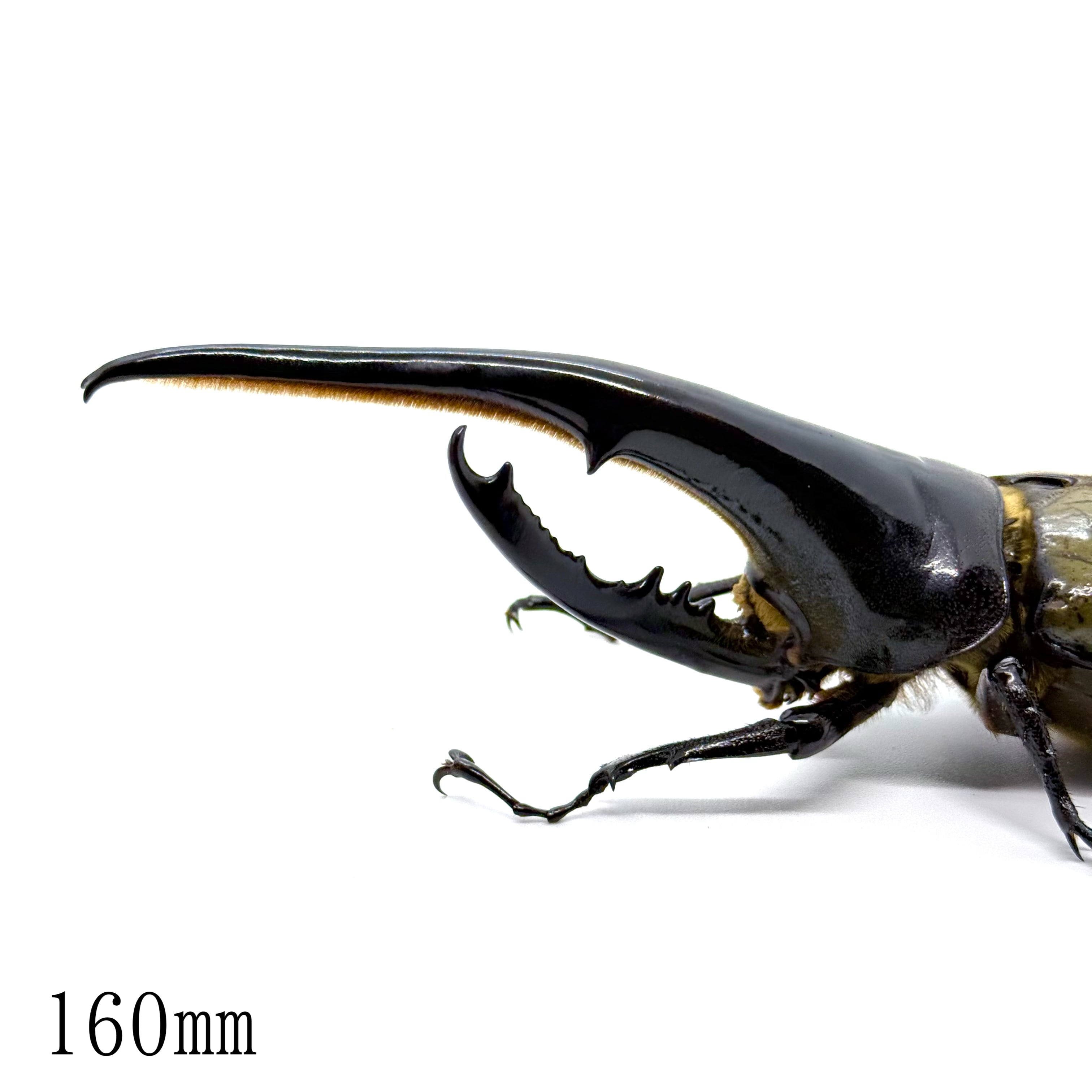 ヘラクレスヘラクレス128mm ヘラクレス ヘラクレス – HAWAIIAN BEETLE