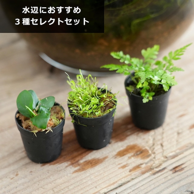 水辺の表現におすすめ植物【３種セット】アクアテラリウム／ミニビオトープ