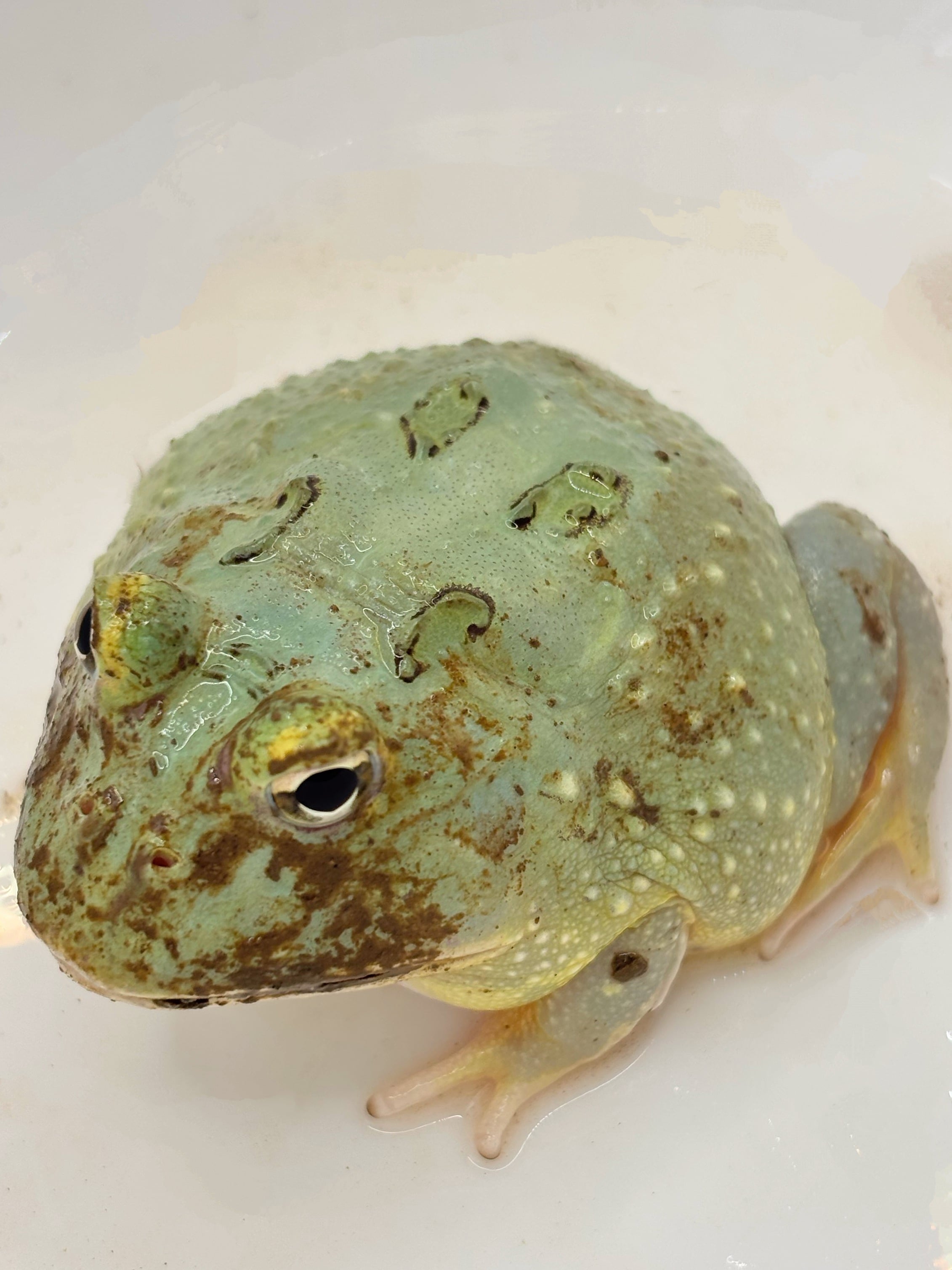 激レア　未使用　プリモプエル　マスカット色 クランウェルツノガエル マスカット② 1匹 | まるころ商店〜まるくて
