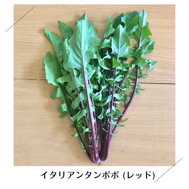 【11月より再開予定】＜木曜日に収穫・発送＞【まんなかサイズ】季節のお野菜セット