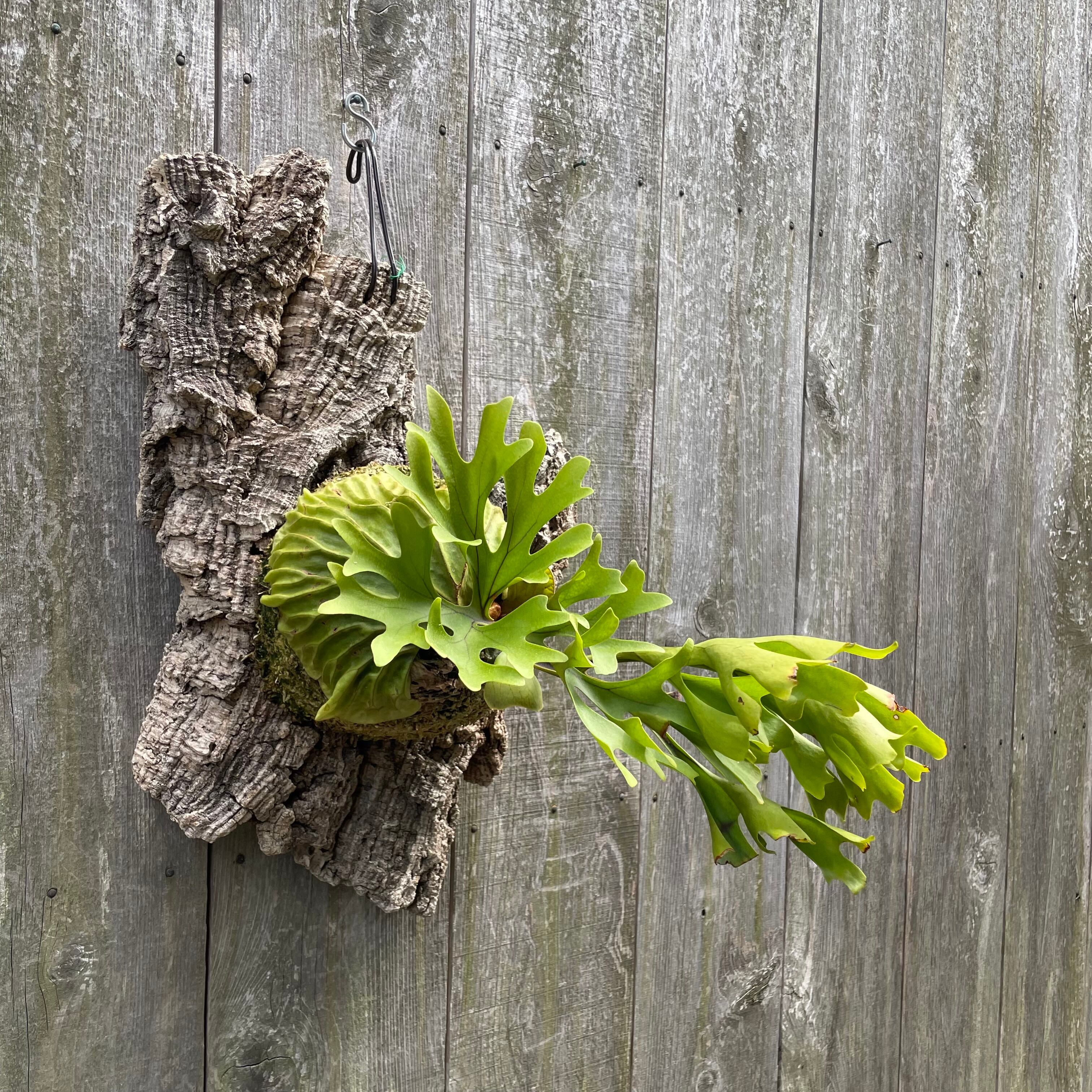 P.ridleyi wild_リドレイ 筒状コルク付け◇ビカクシダ/コウモリラン