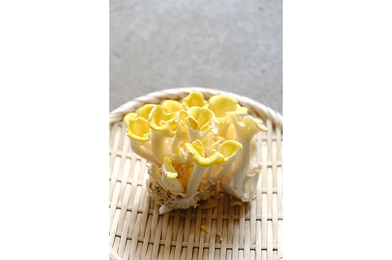 【だしの王様】高原タモギタケ・70g(4/10発送開始)