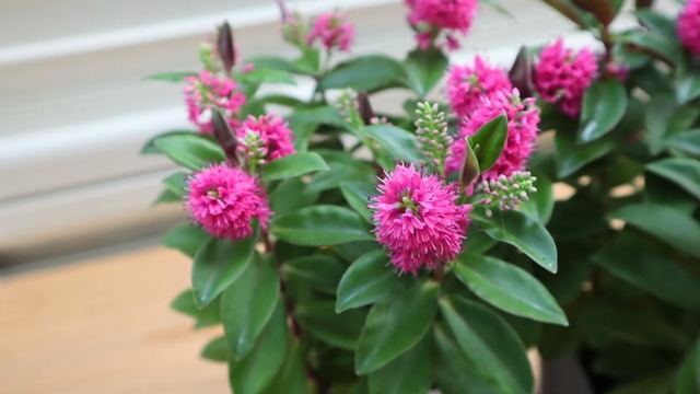 へーべ　『クイーン・キウイ　へーべ』　3号ポット　１苗