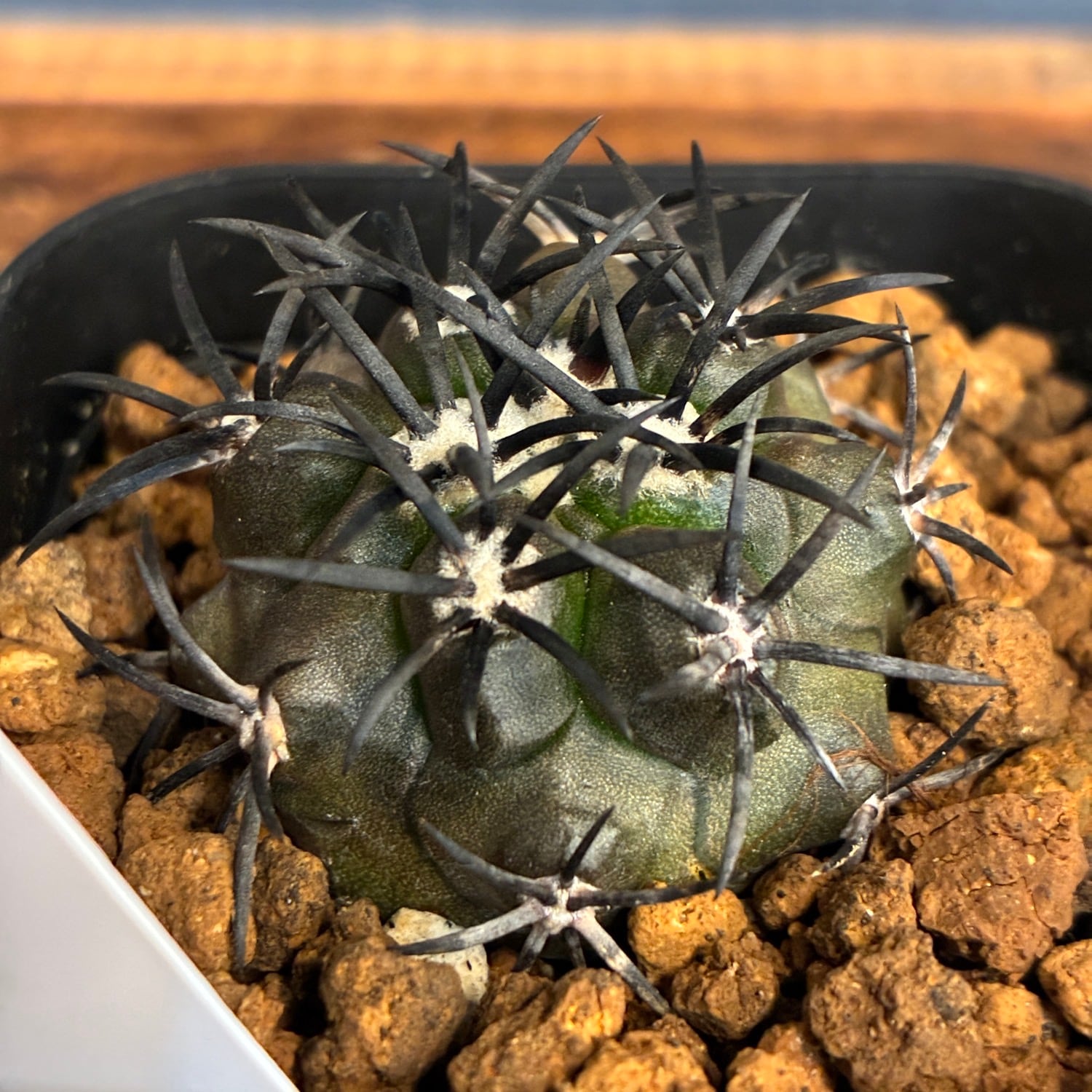 Copiapoa】サボテン コピアポア デュラ 銅羅丸実生【690】 | PROTOLEAF