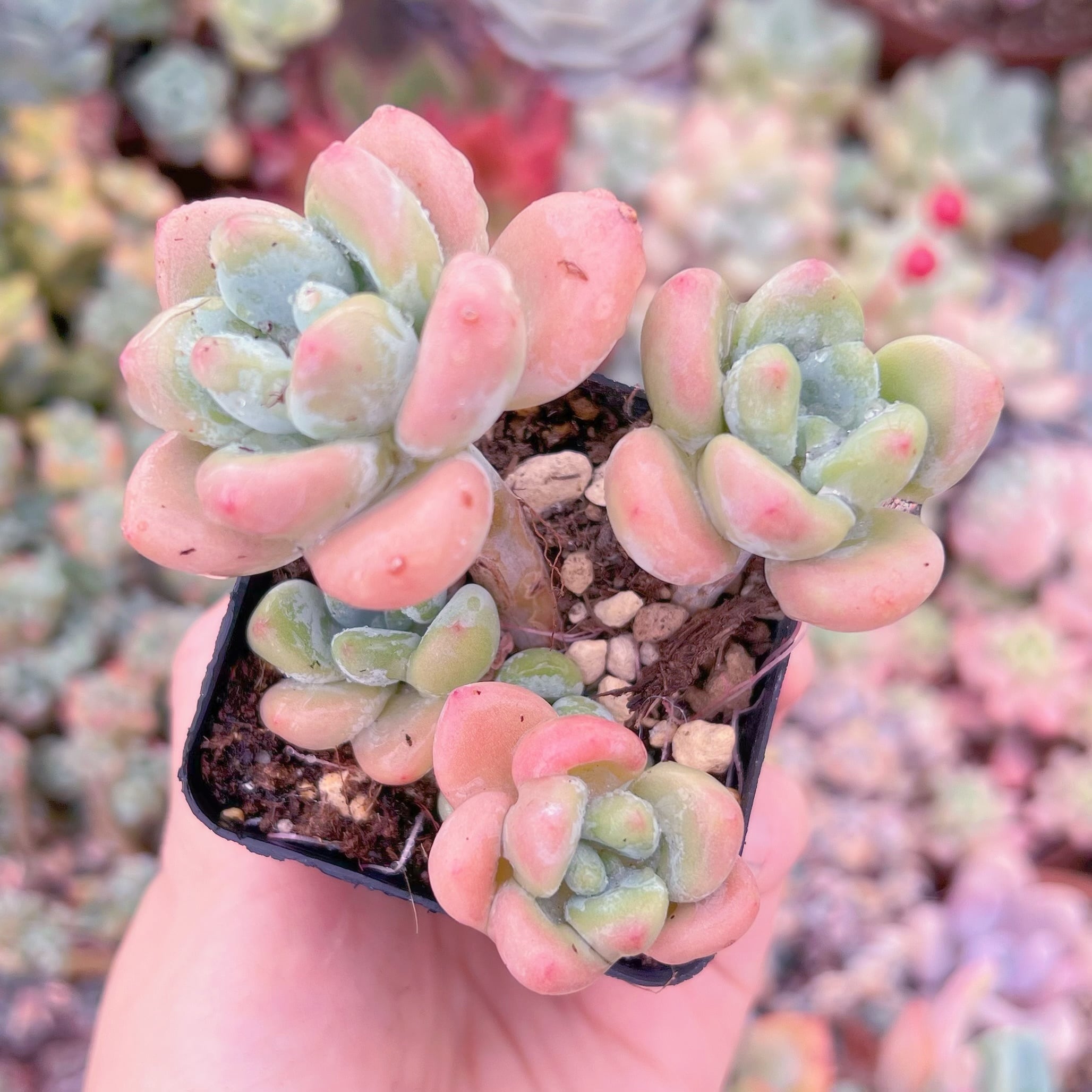 現品　洛神#B17　群生　るる農園