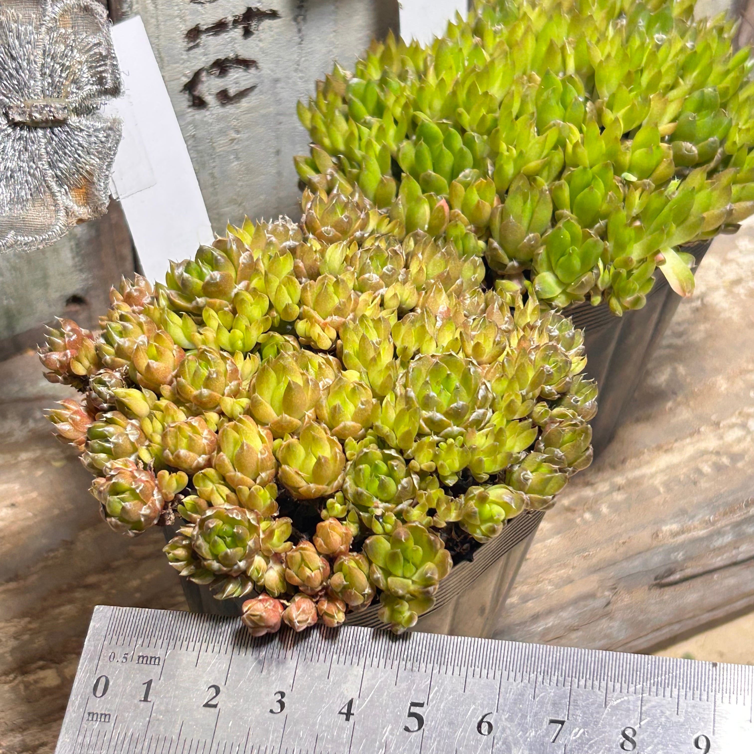 爪蓮華(ツメレンゲ) | RuPo 多肉植物専門店