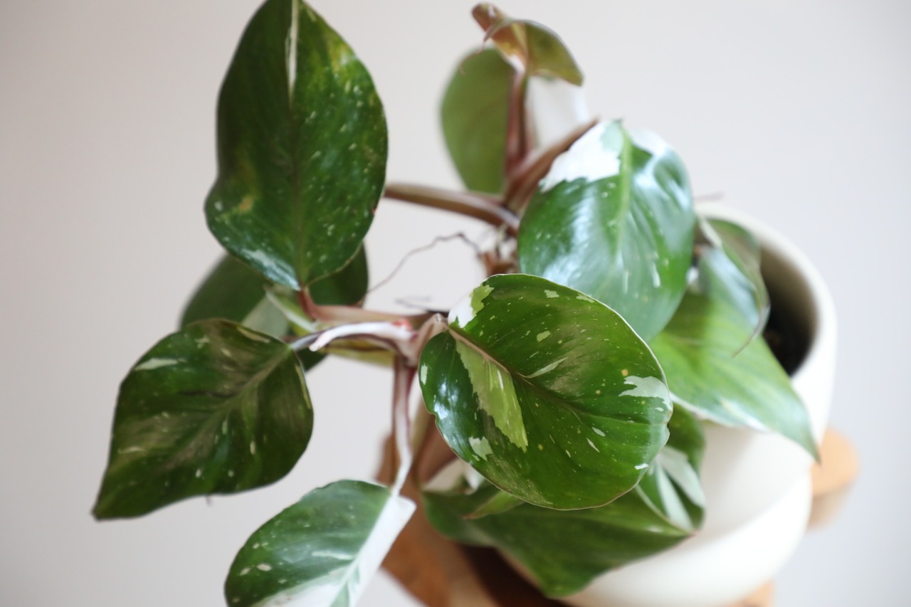 【M】フィロデンドロン ホワイトナイト/Philodendron White Knight ※陶器鉢カバー付き