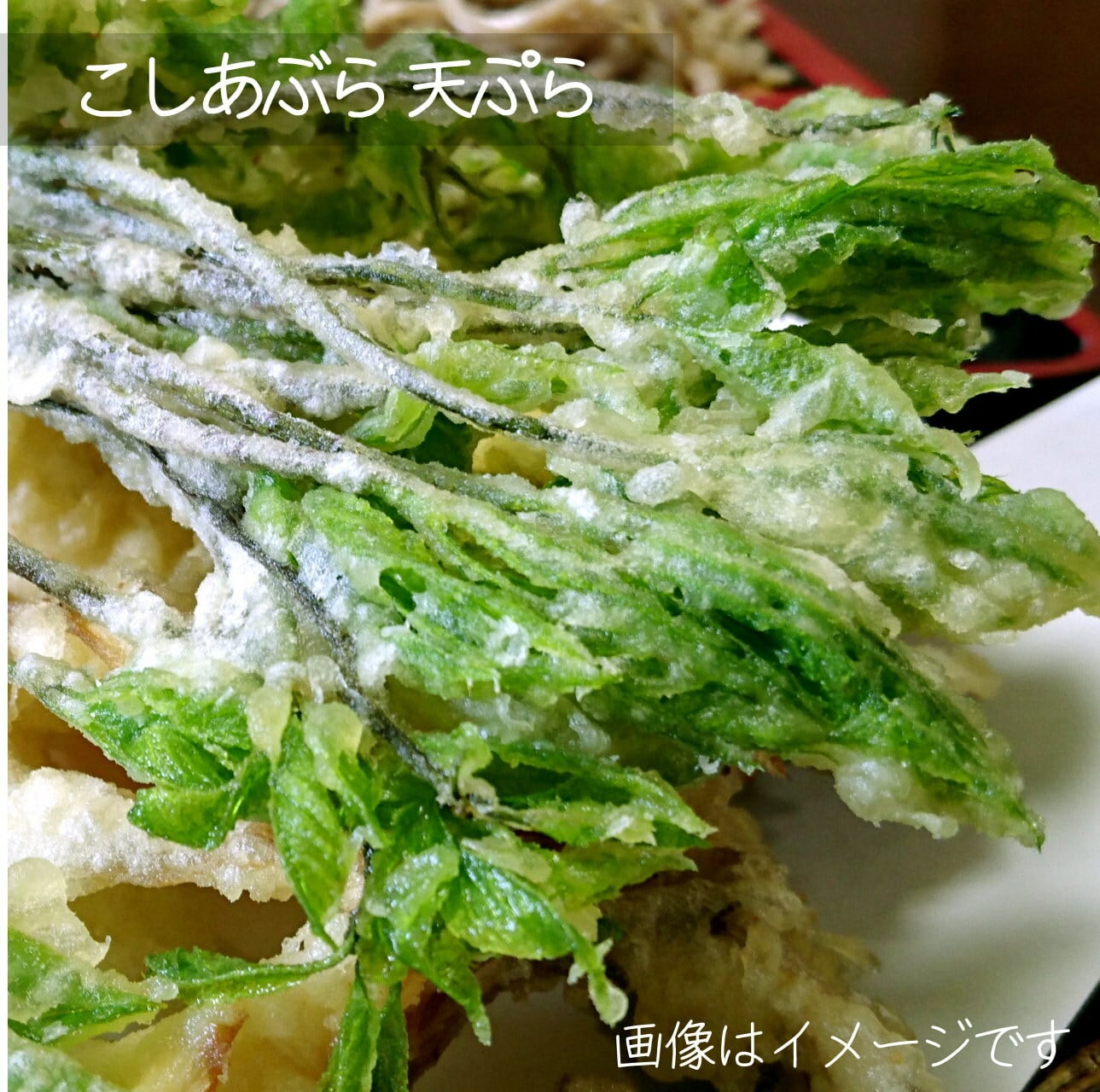5月の山菜 こしあぶら 約50g 朝採り直売野菜 5月上旬発送予定 | 新潟
