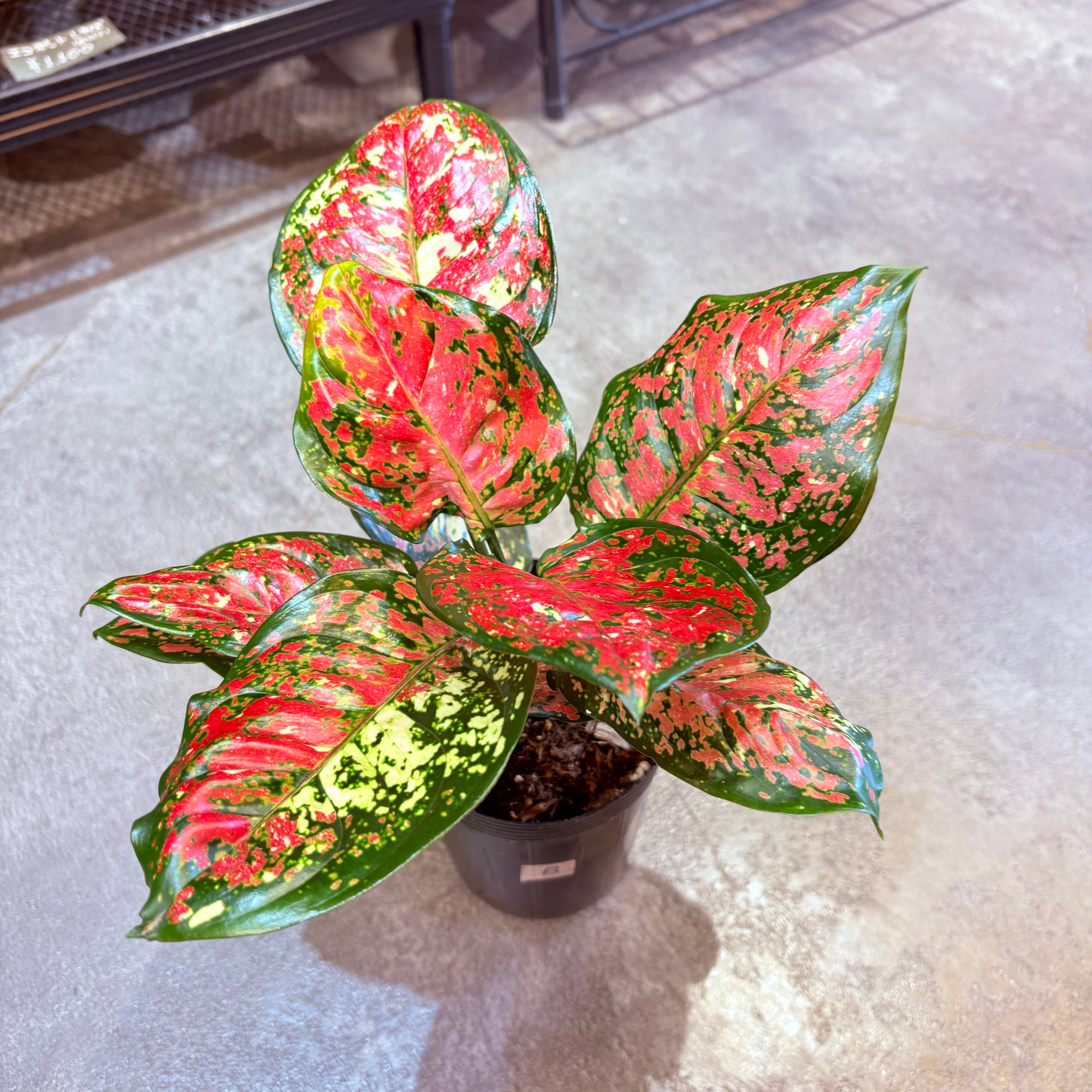 アグラオネマ アンヤマニートリカラー 3.5号 B | Green Vibes 宇都宮市