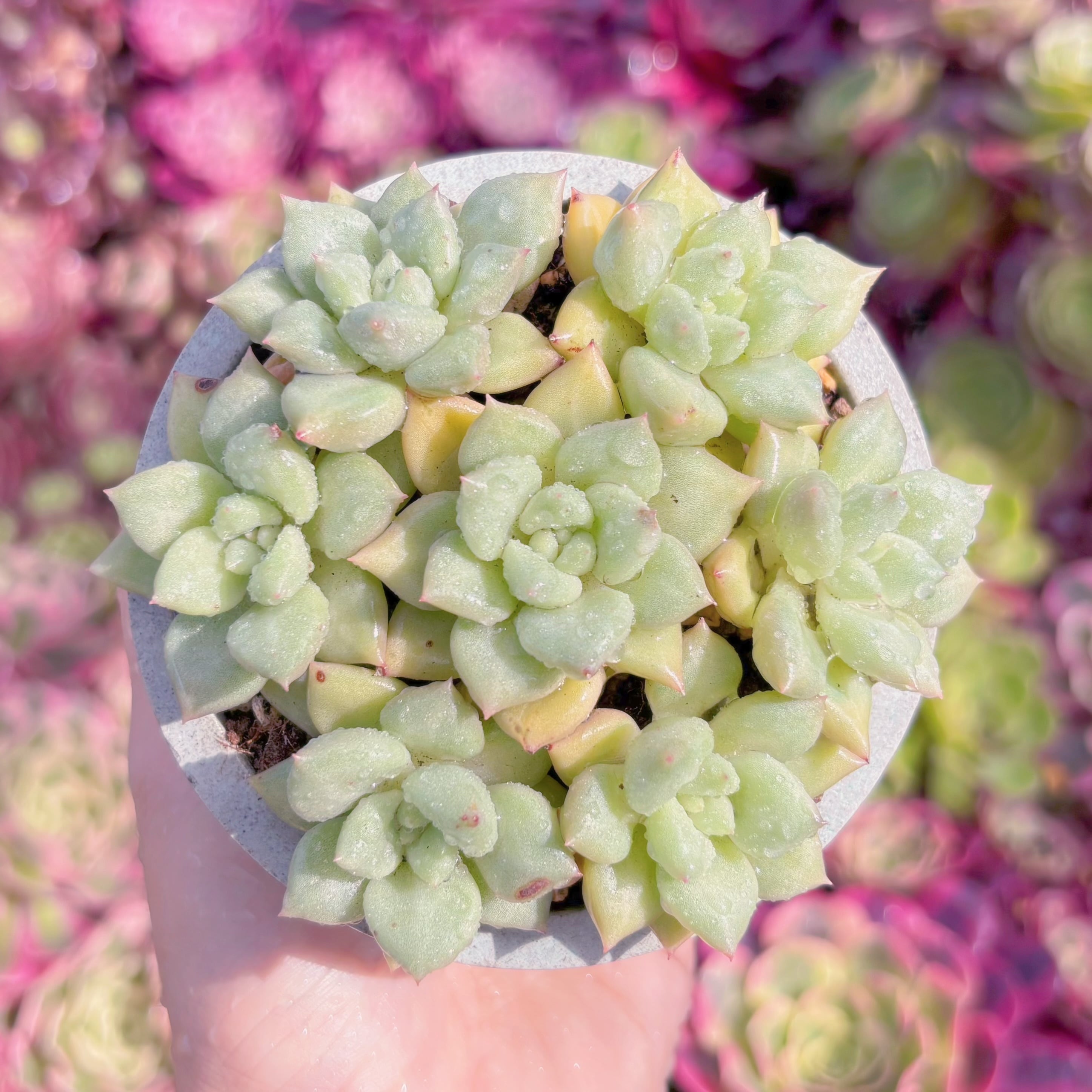 多肉植物　象牙(7苗)　新入荷　るる農園