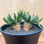 Euphorbia gorgonis 【ユーフォルビア・ゴルゴニス・金輪際】
