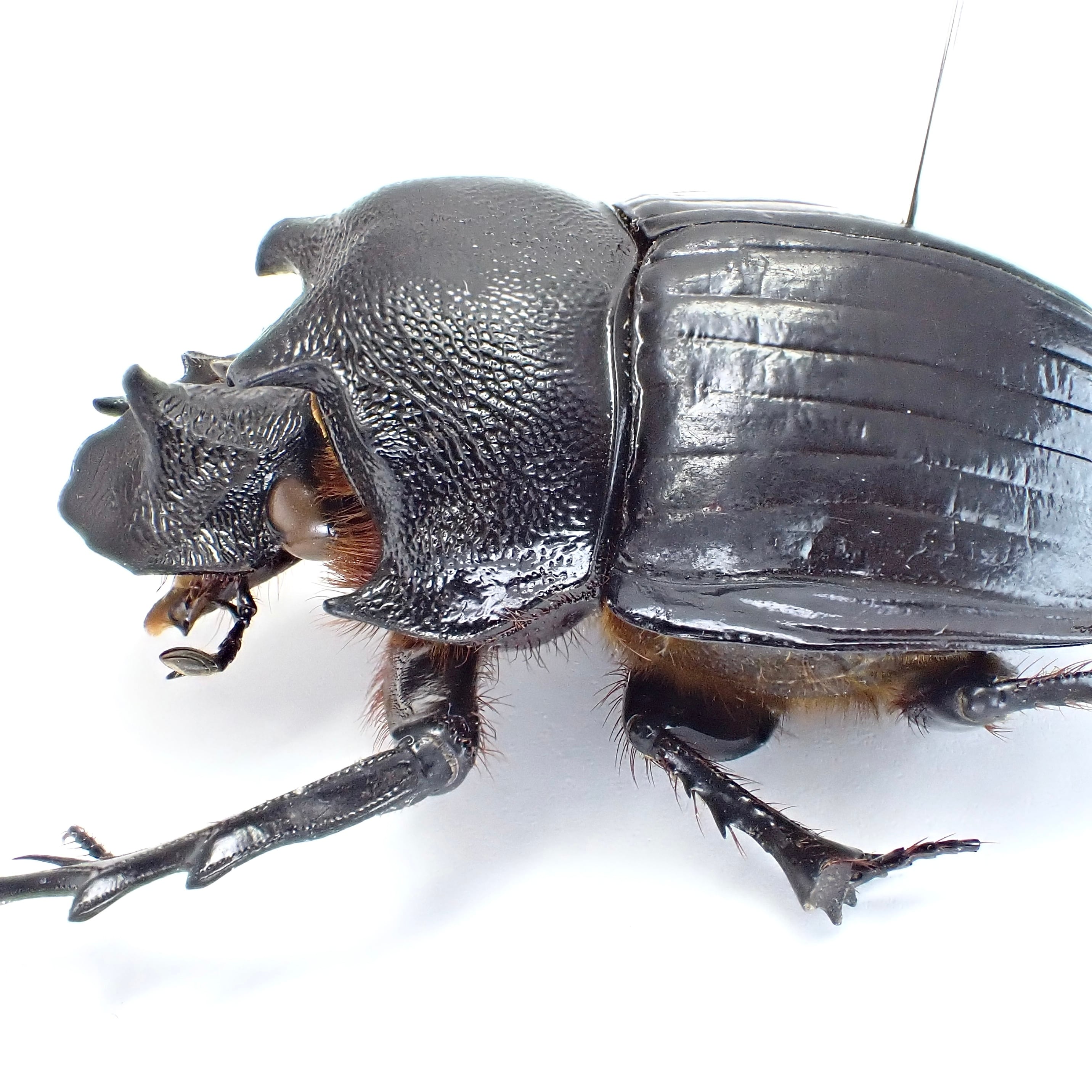 タンザニア産 Heliocopris pirmal ♂ 51mm XL | 昆虫標本 Diggers
