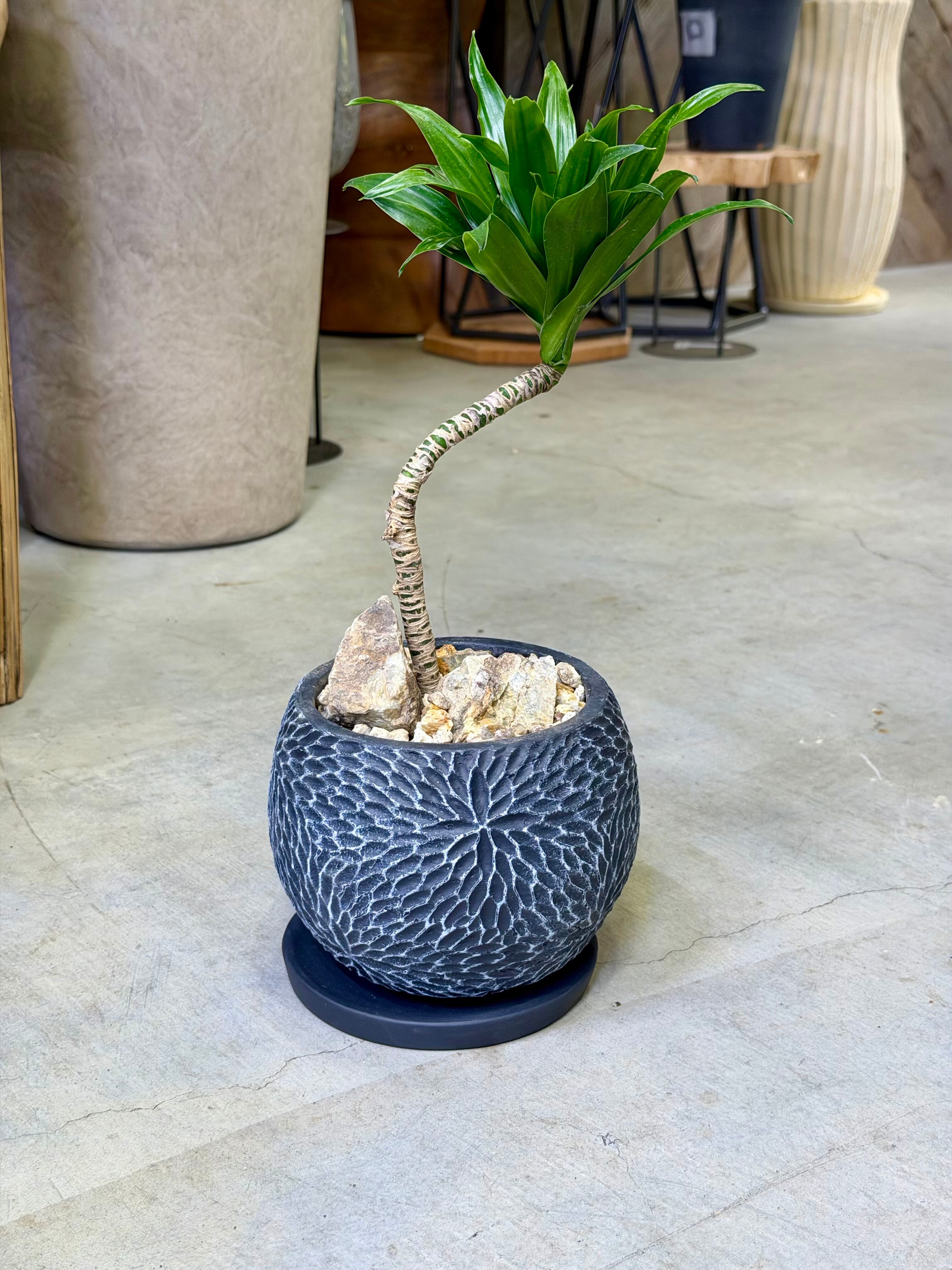 フィカス・ウィアンディ | barrelplants_BONSAI