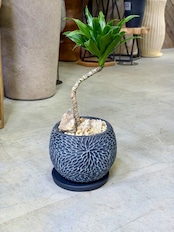 ドラセナ・コンパクター