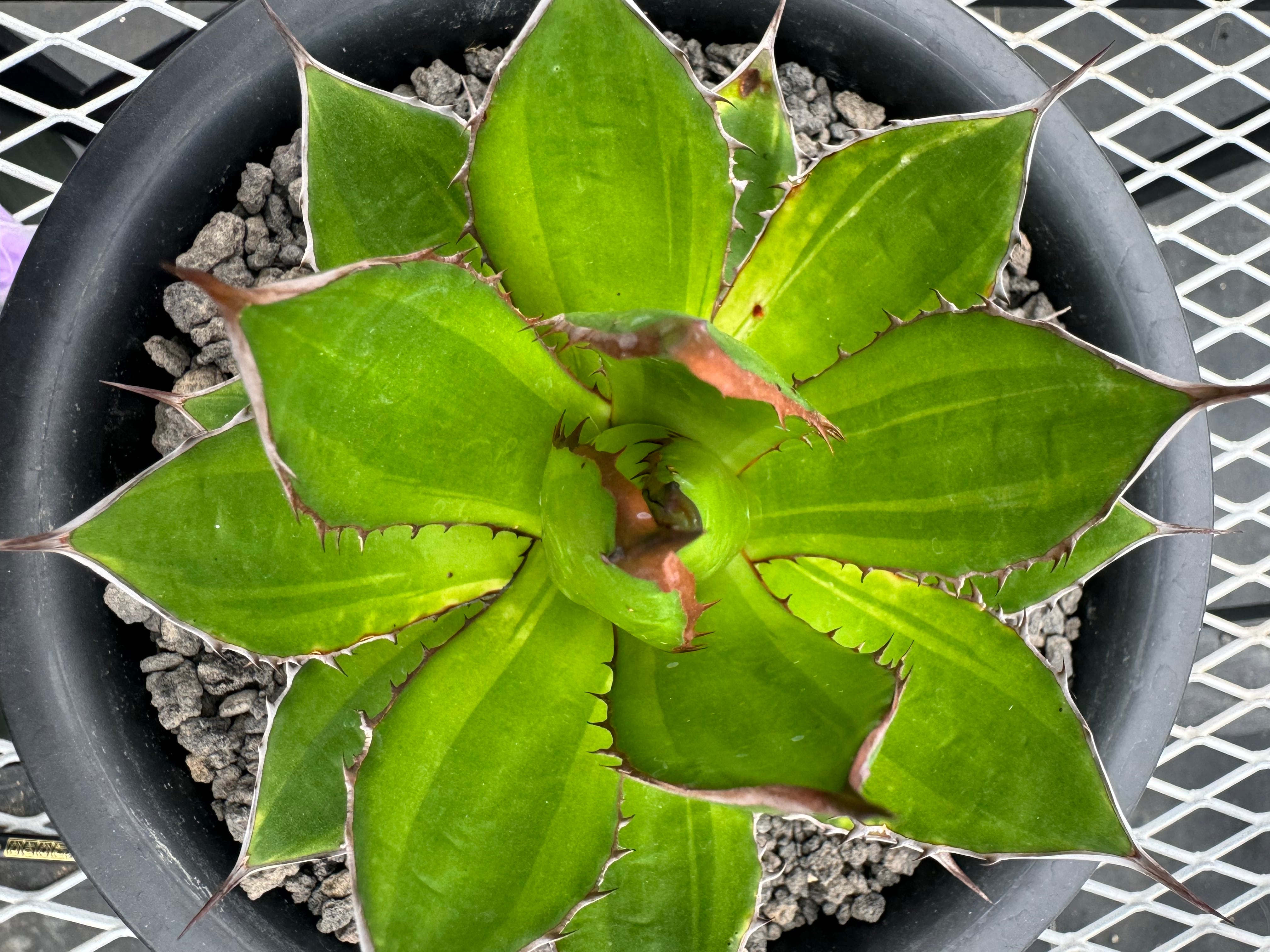 アガベ ホリダ 薄中斑 【公式通販】