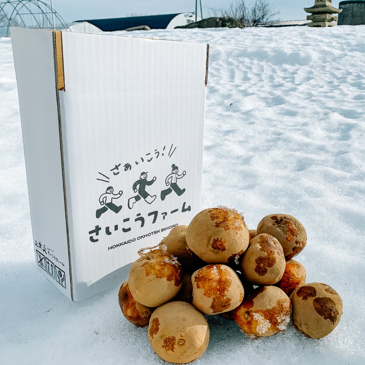 順次発送】送料無料☆熟成じゃがいも2026「夜明けのうた」1.8kg
