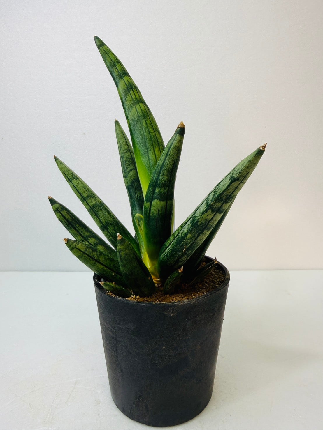 ヘッジホッグ サンセベリア 2.5号 希少 レア 原種希少品種 観葉植物