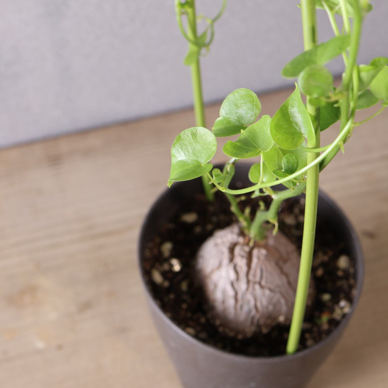 380 時間がつくる自然の芸術『亀甲竜』観葉植物 【送料無料】 | MARX