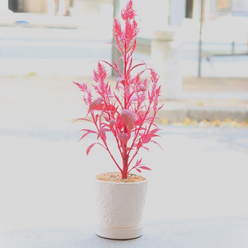 【グリーン】セロシア レッドクリフ