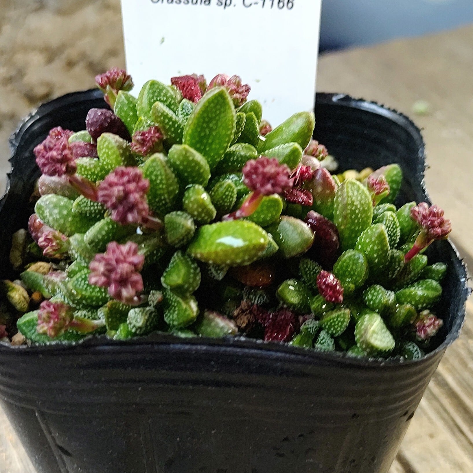 姫稚児 | RuPo 多肉植物専門店