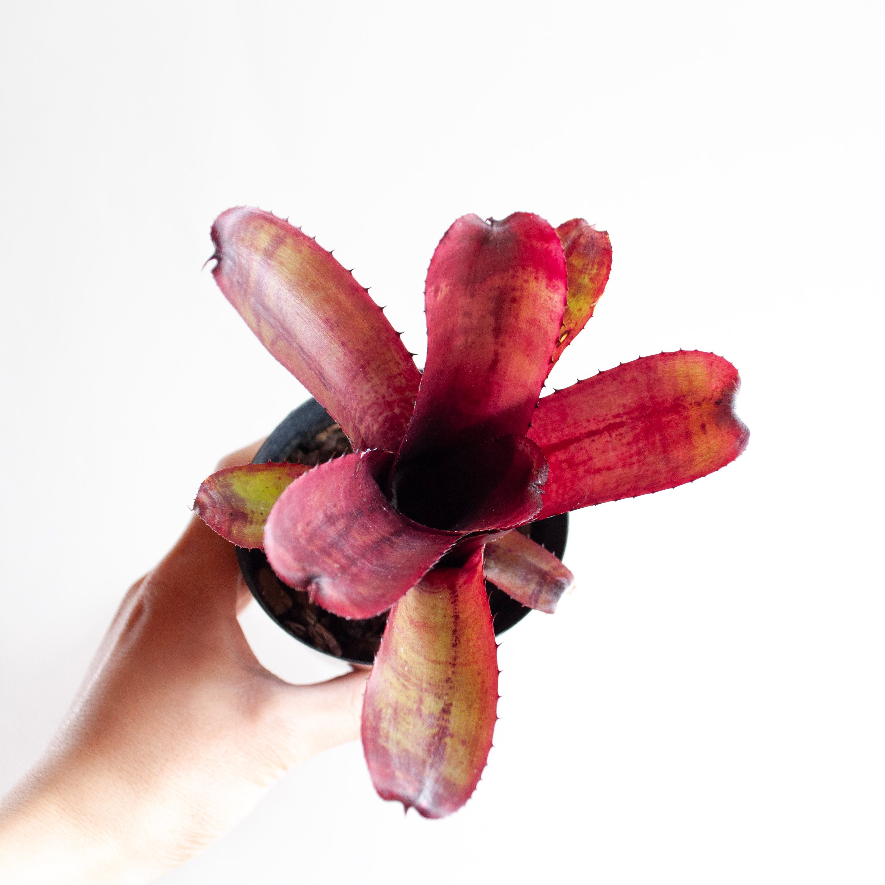 エクメア ヌディカウリス レッドフォーム | カエルが暮らす森