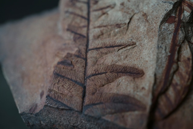 ポーランド産シダ植物化石 Lonchopteris eschweileriana 1637