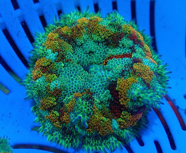 【現地買付】FlowerRockAnemone Rainbow