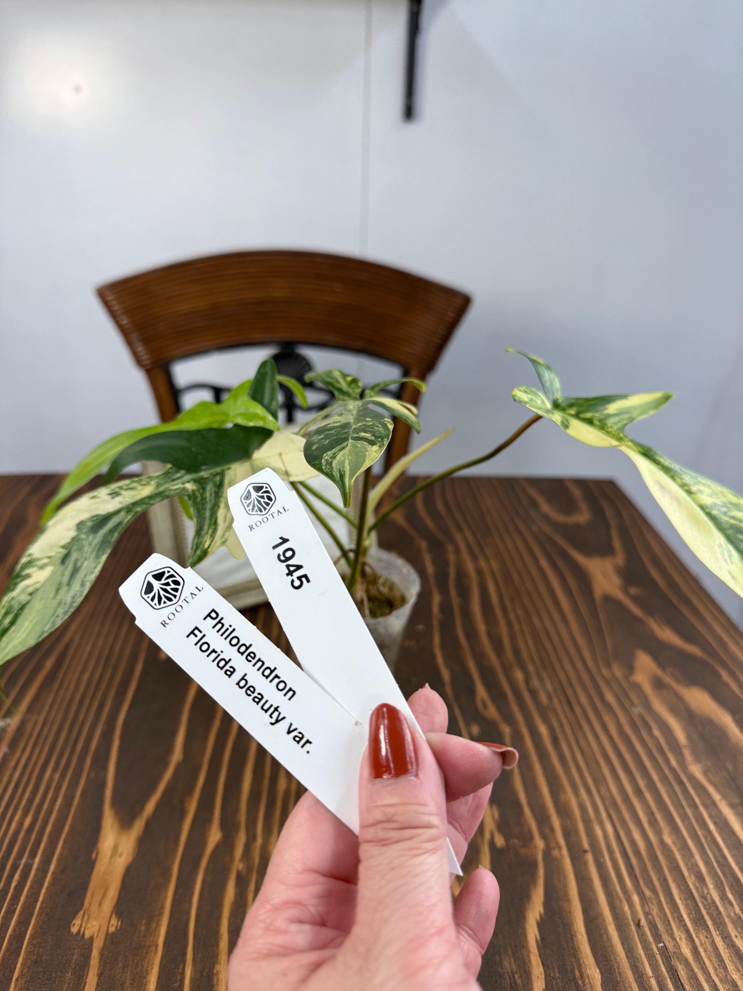 ★1945【斑の流線美】 フィロデンドロン フロリダビューティー(口径8㎝ポット)