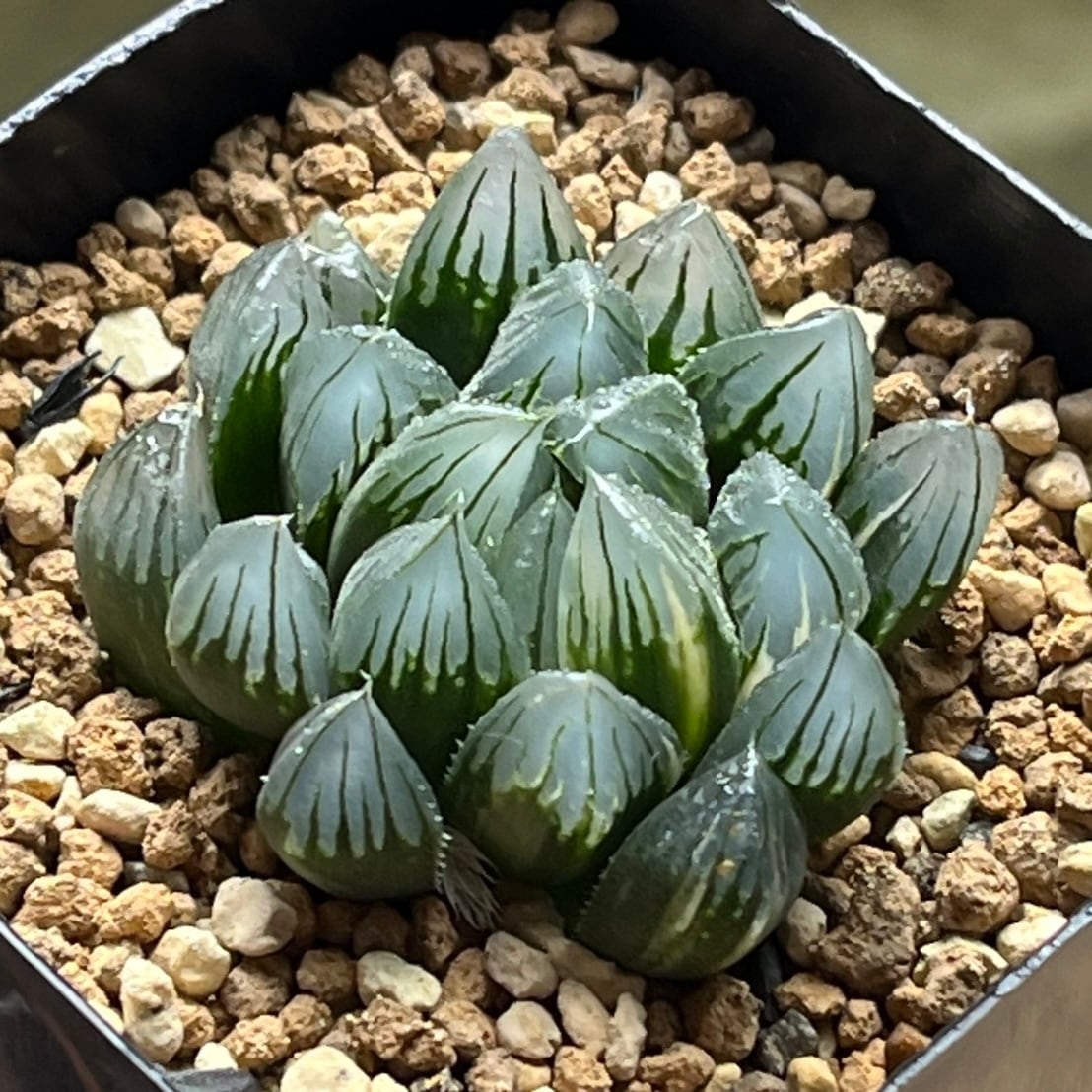 ハオルチア オブツーサ錦 希少ハオルチア：オブツーサ錦（極上斑） 2.5号22-02 の通販