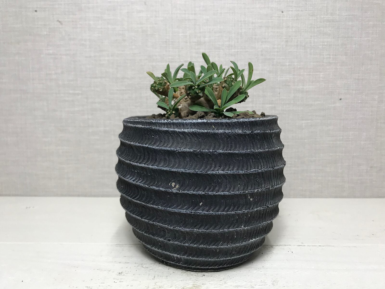 ユーフォルビア 峨眉山