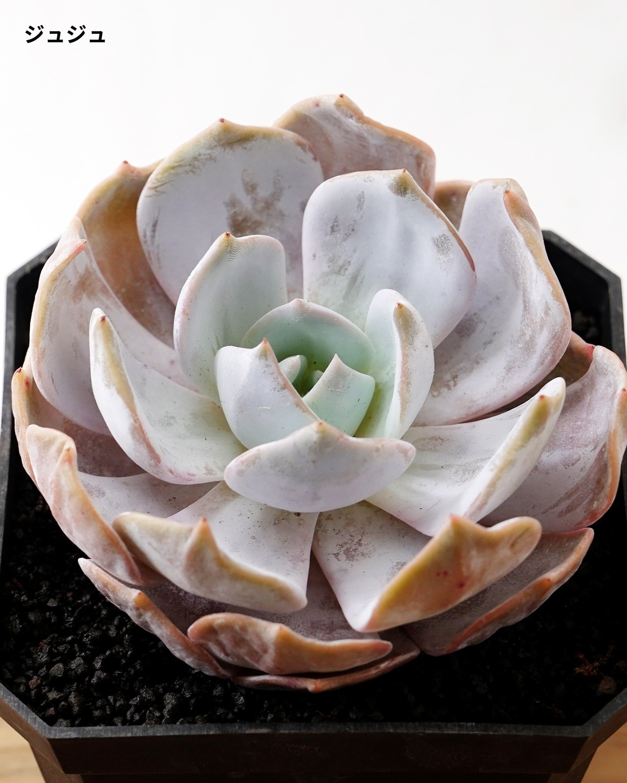 【SUCCULENTSセット 5種】沙羅姫牡丹錦/フレイムマウンテン錦/ジュジュ 他